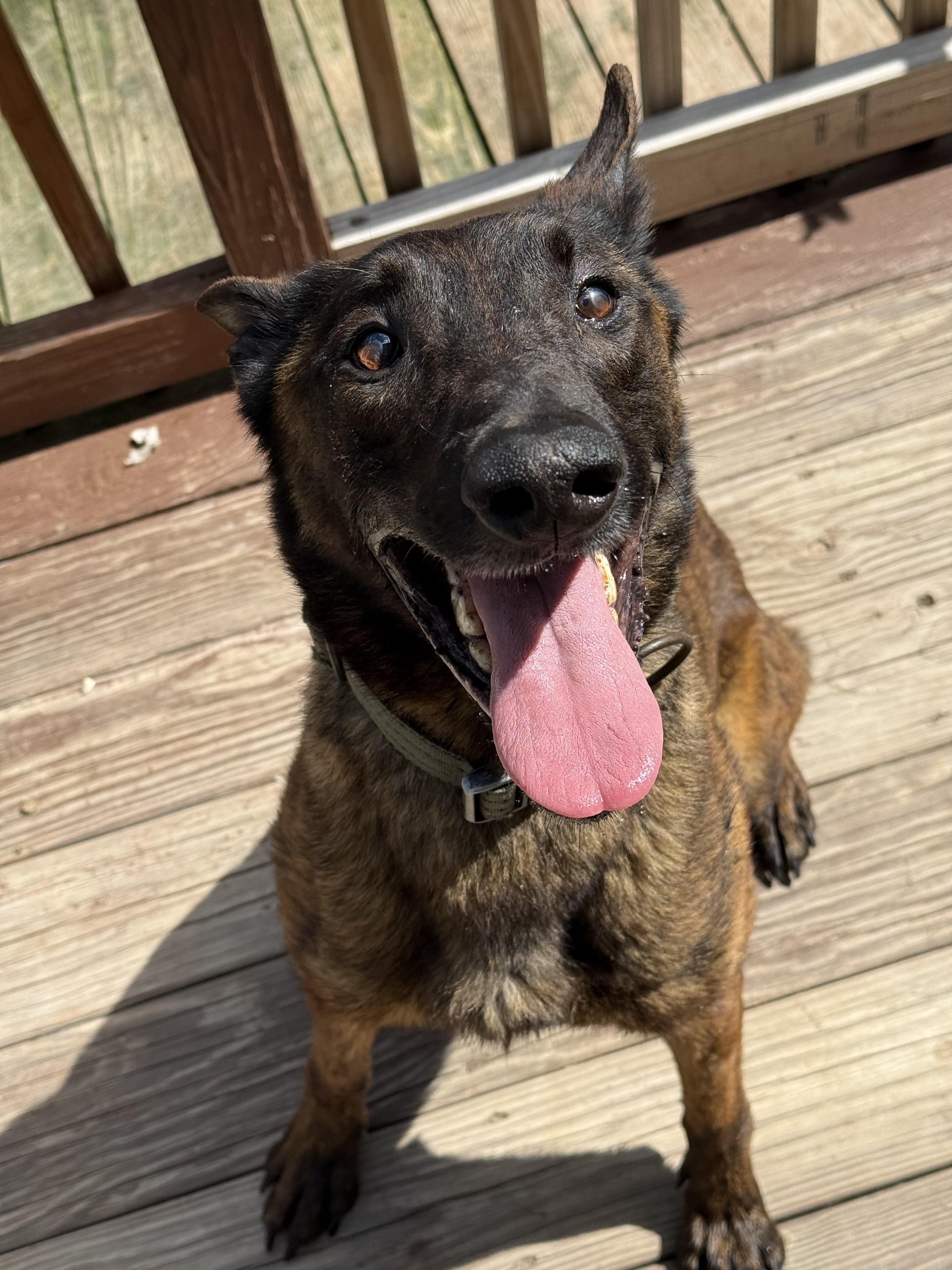 Enlarge Freya, a Adoptable Dutch Shepherd in Stahlstown, PA image 2/5