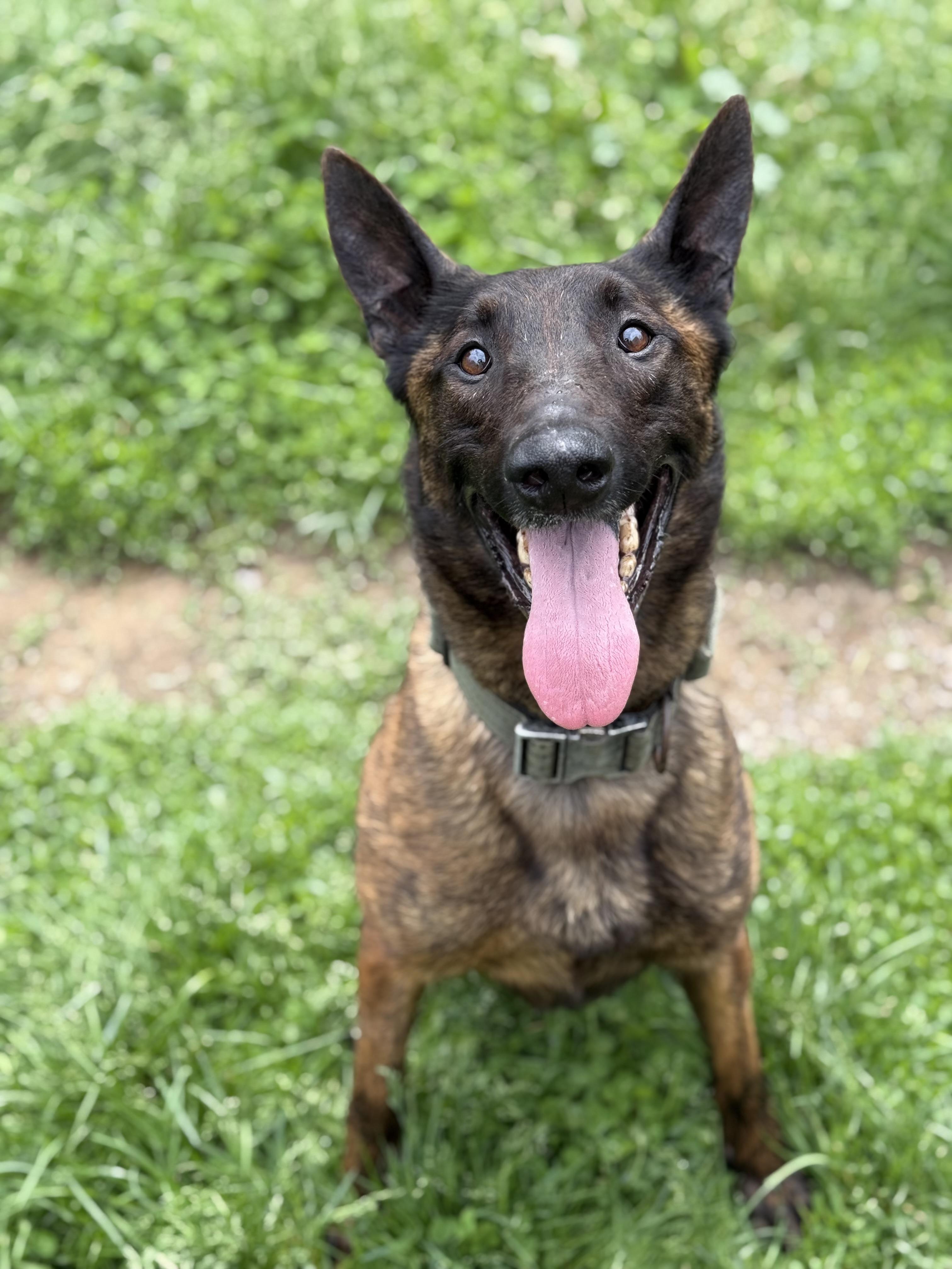 Enlarge Freya, a Adoptable Dutch Shepherd in Stahlstown, PA image 3/5