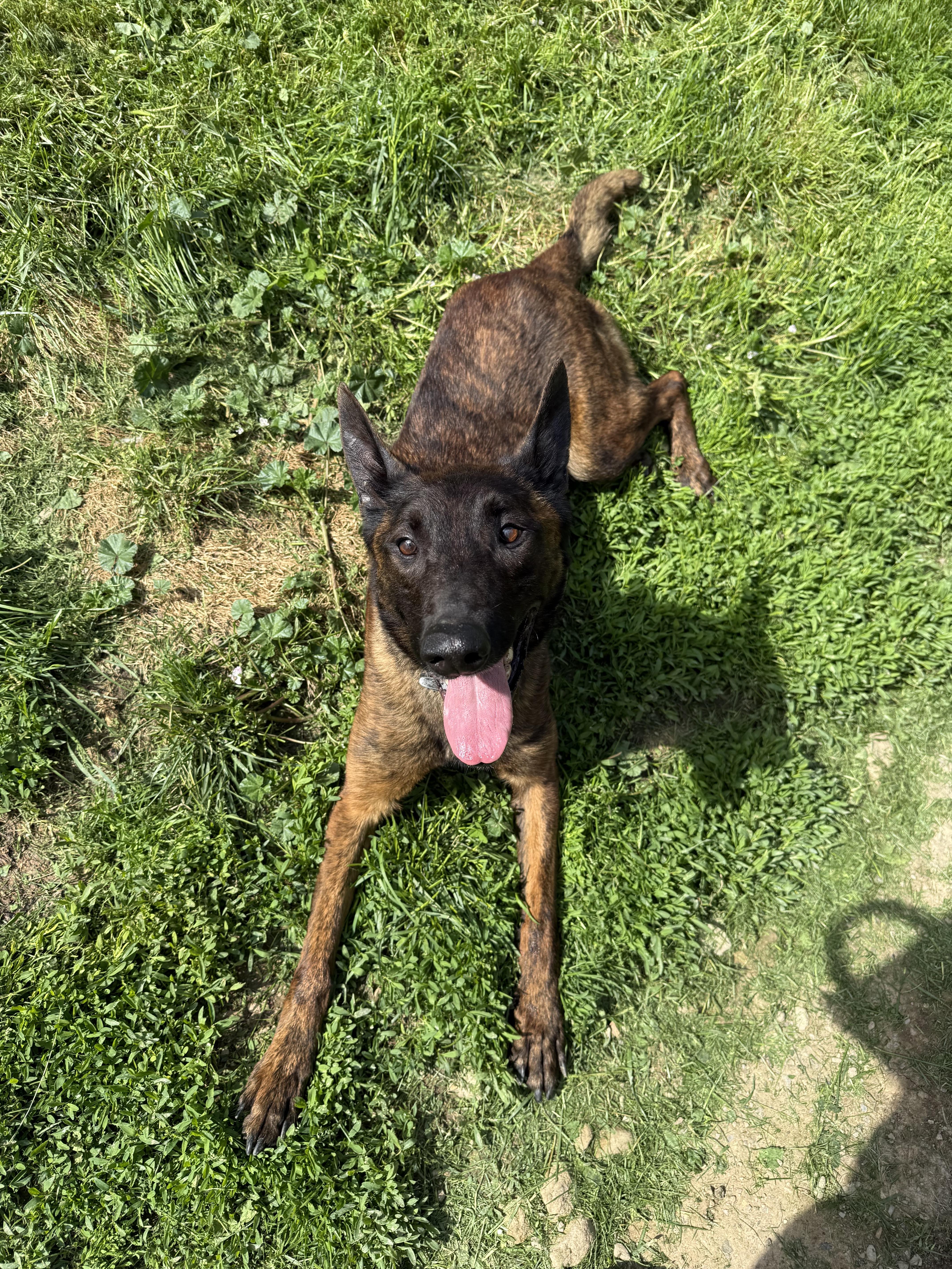Enlarge Freya, a Adoptable Dutch Shepherd in Stahlstown, PA image 4/5