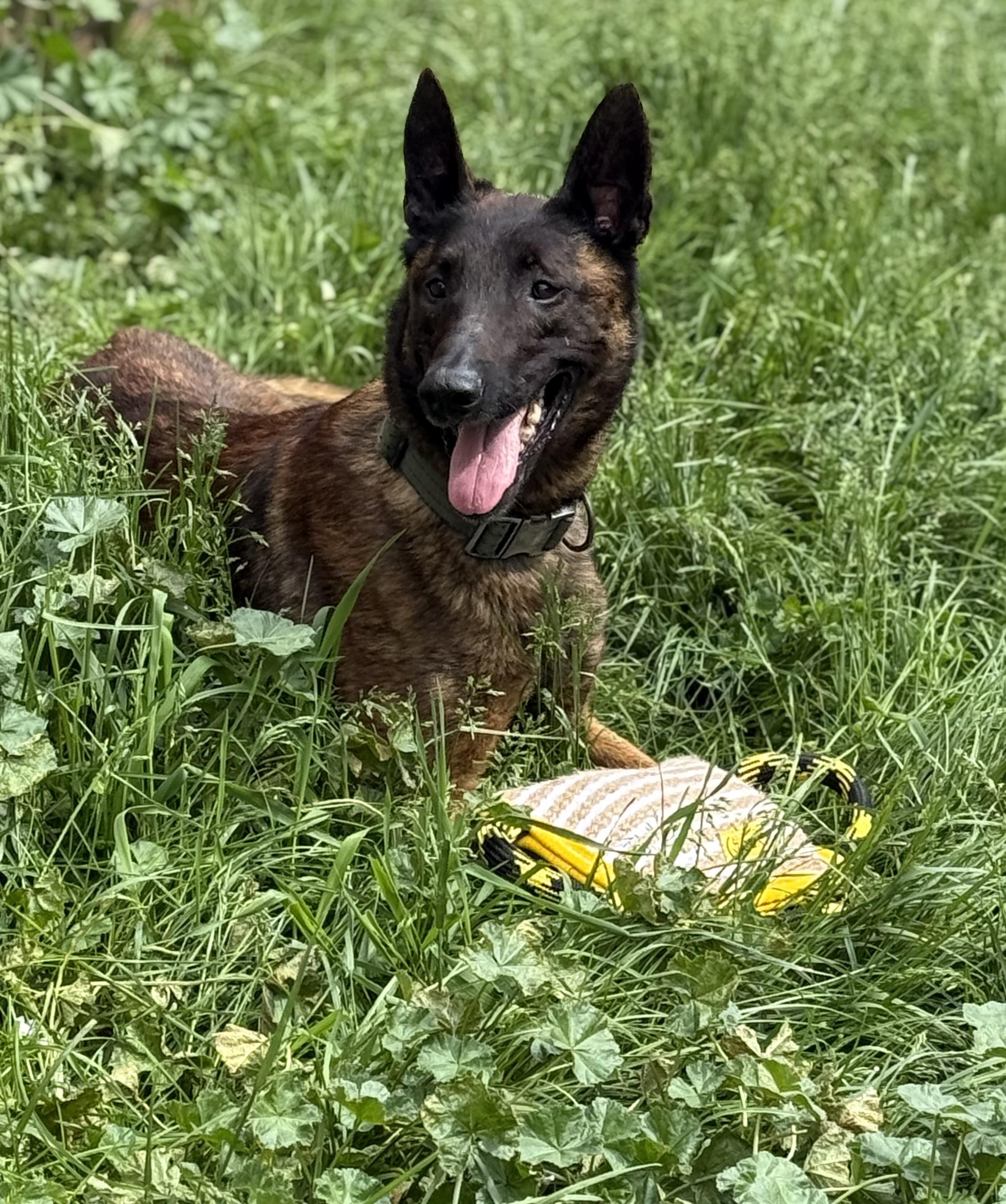 Enlarge Freya, a Adoptable Dutch Shepherd in Stahlstown, PA image 5/5