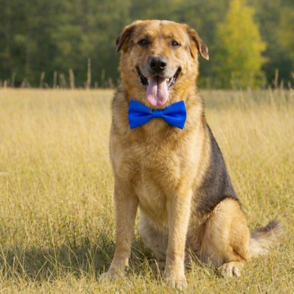 PELUCHE GS — thumbnail 2