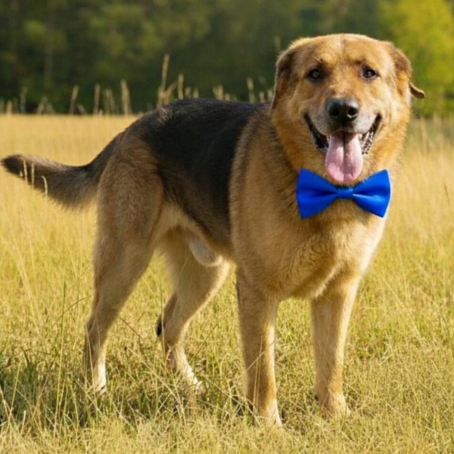 PELUCHE GS — thumbnail 3