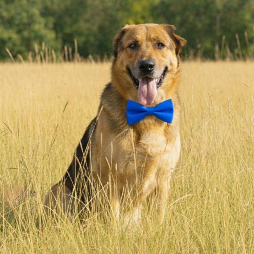 PELUCHE GS — thumbnail 4