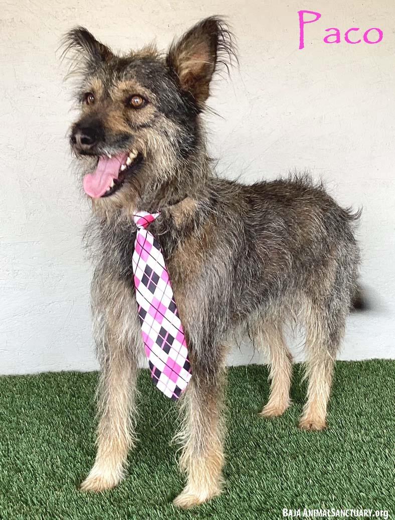 Paco, Adoptable, Young Male Picardy Sheepdog.