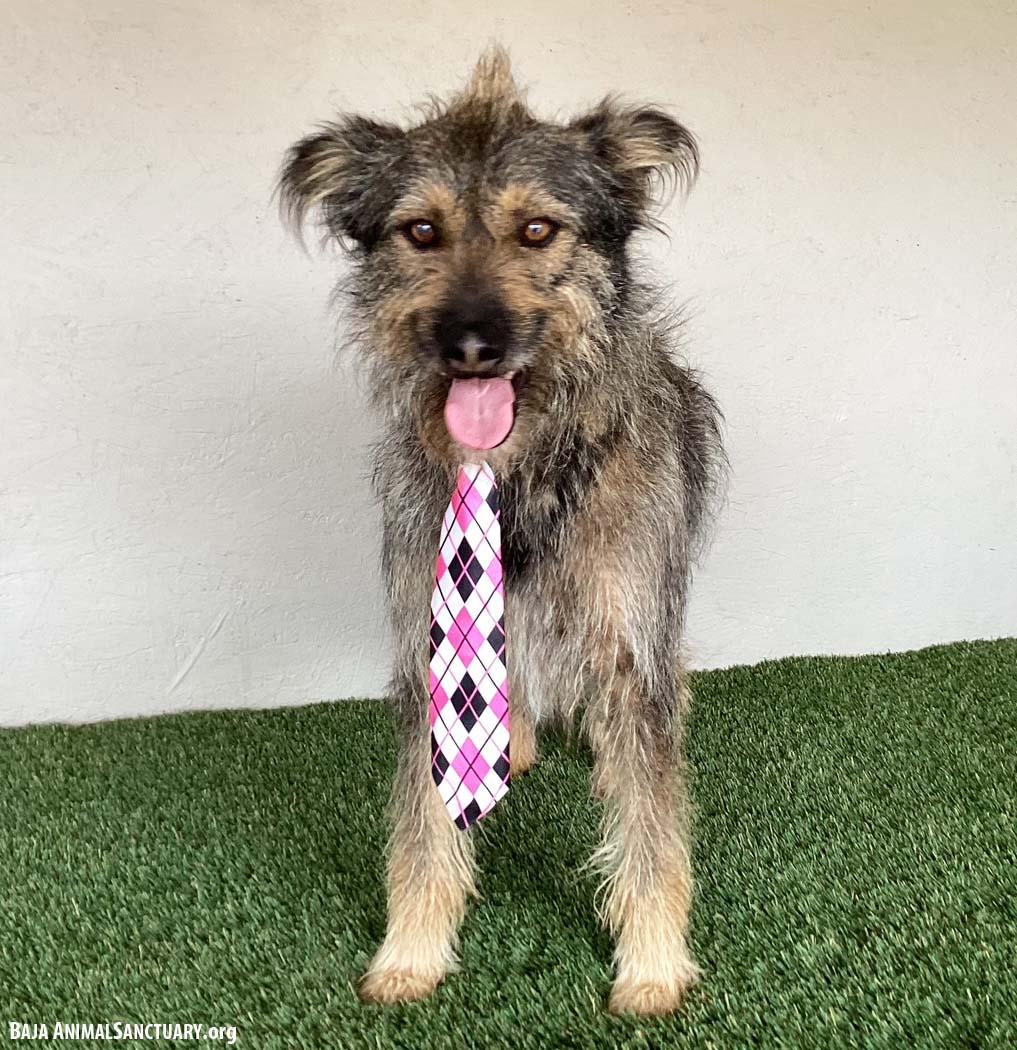 Enlarge Paco, a Adoptable mixed breed in San Diego, CA image 3/4