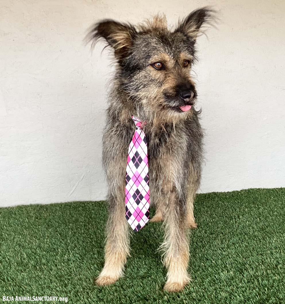 Enlarge Paco, a Adoptable mixed breed in San Diego, CA image 4/4