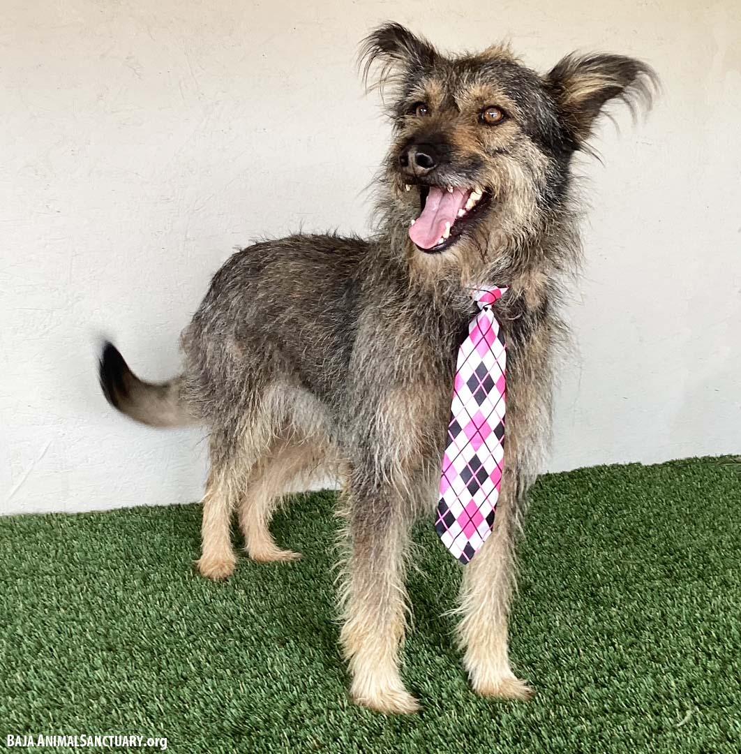 Enlarge Paco, a Adoptable mixed breed in San Diego, CA image 2/4