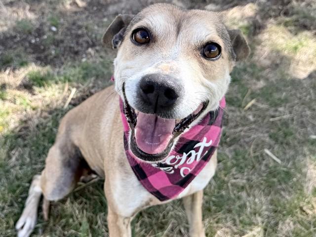 PONGO, Adoptable, Adult Female Chihuahua & Mixed Breed.