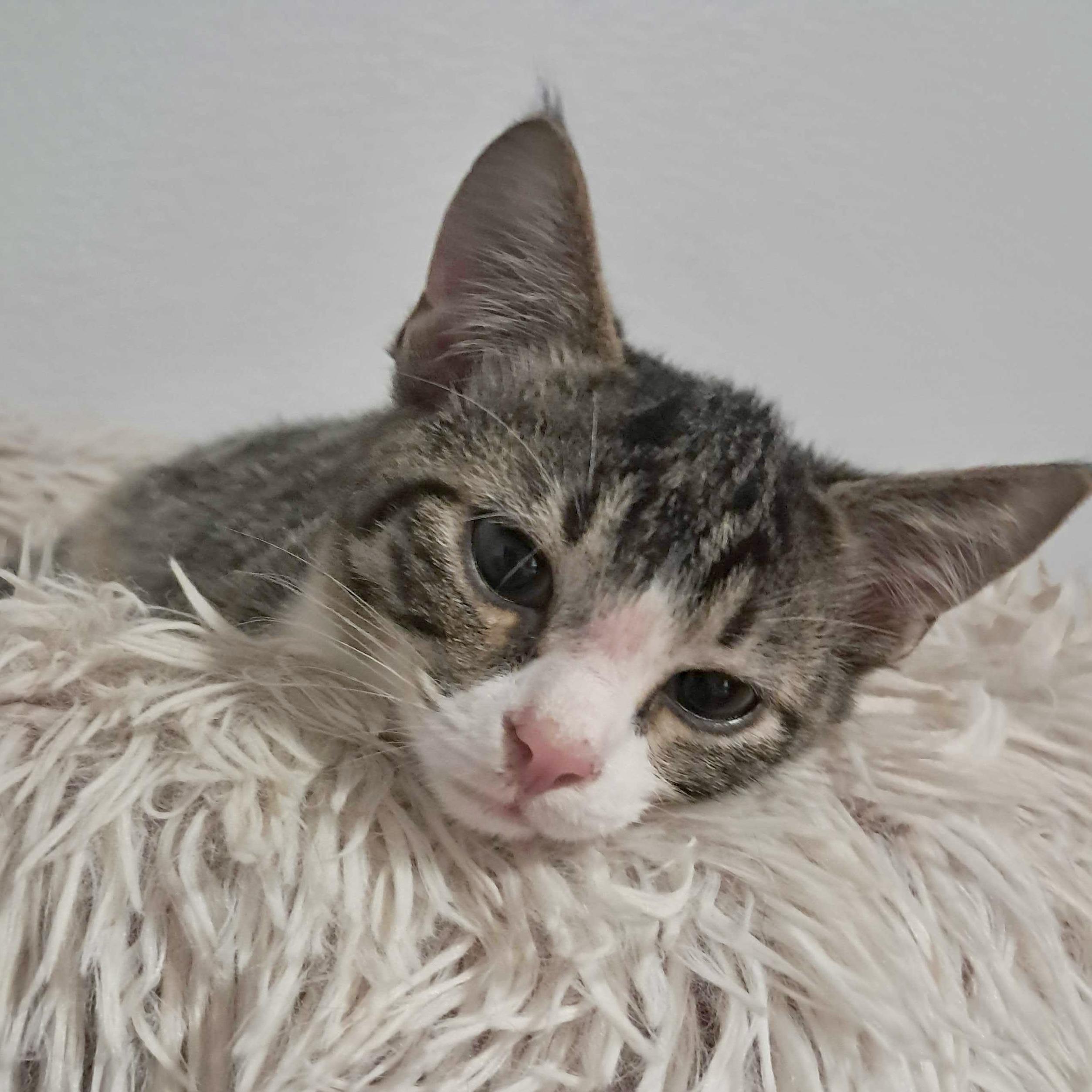 Tumbleweed, Adoptable, Kitten Male Domestic Short Hair.