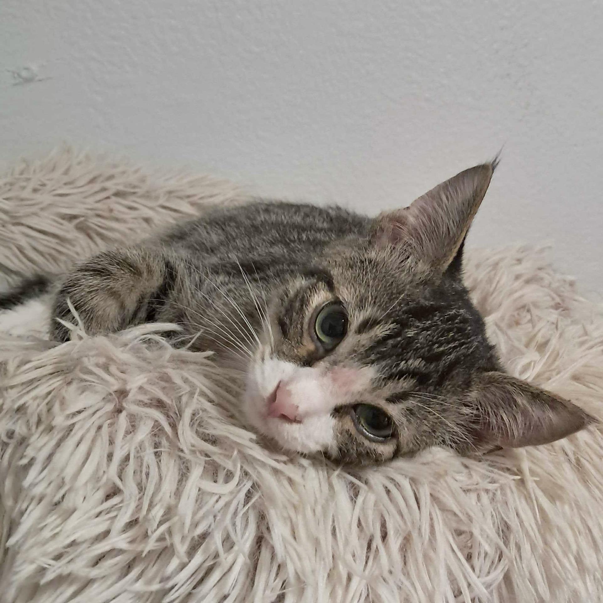 Enlarge Tumbleweed, a Adoptable Domestic Short Hair in Wilsonville, OR image 2/6