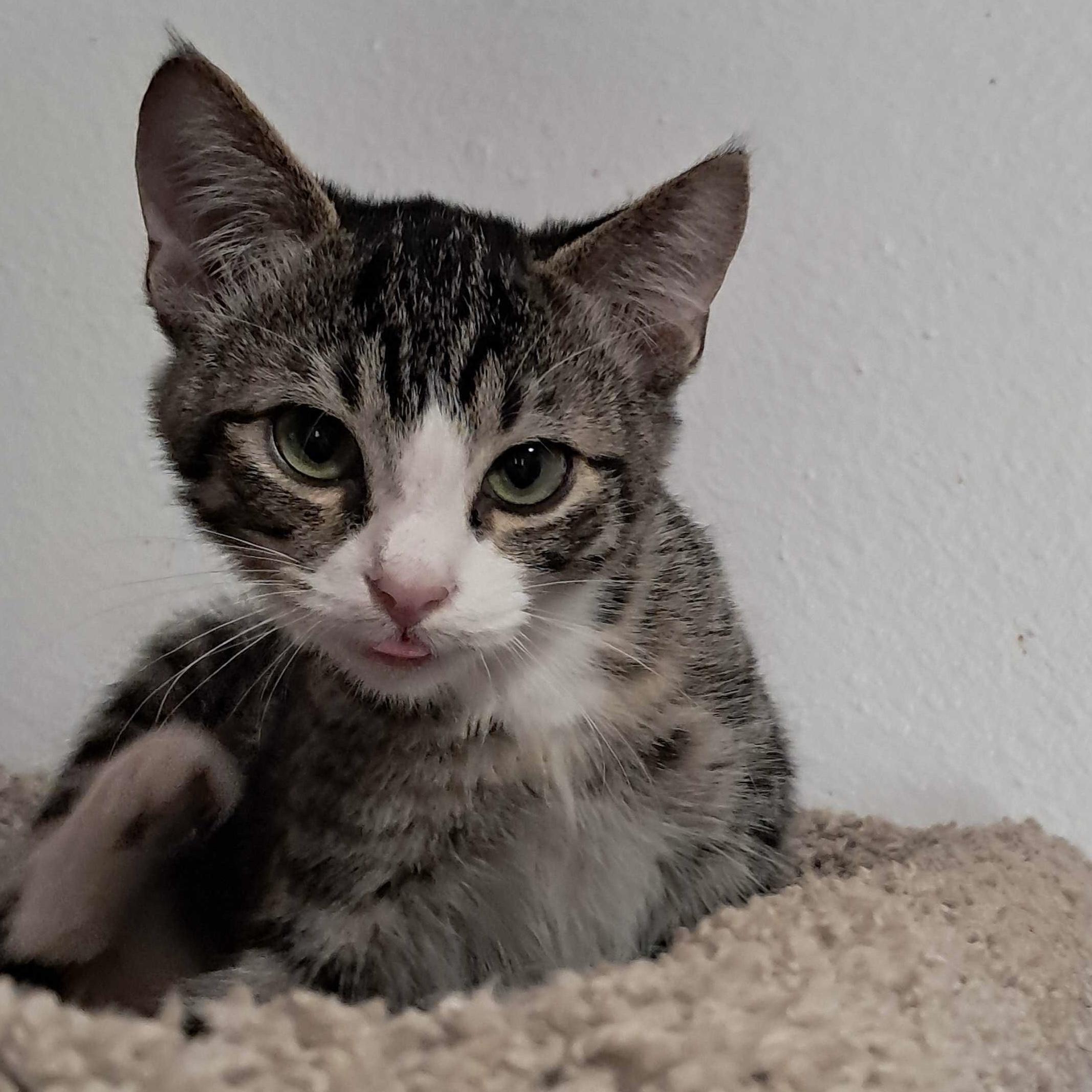 Enlarge Tumbleweed, a Adoptable Domestic Short Hair in Wilsonville, OR image 3/6