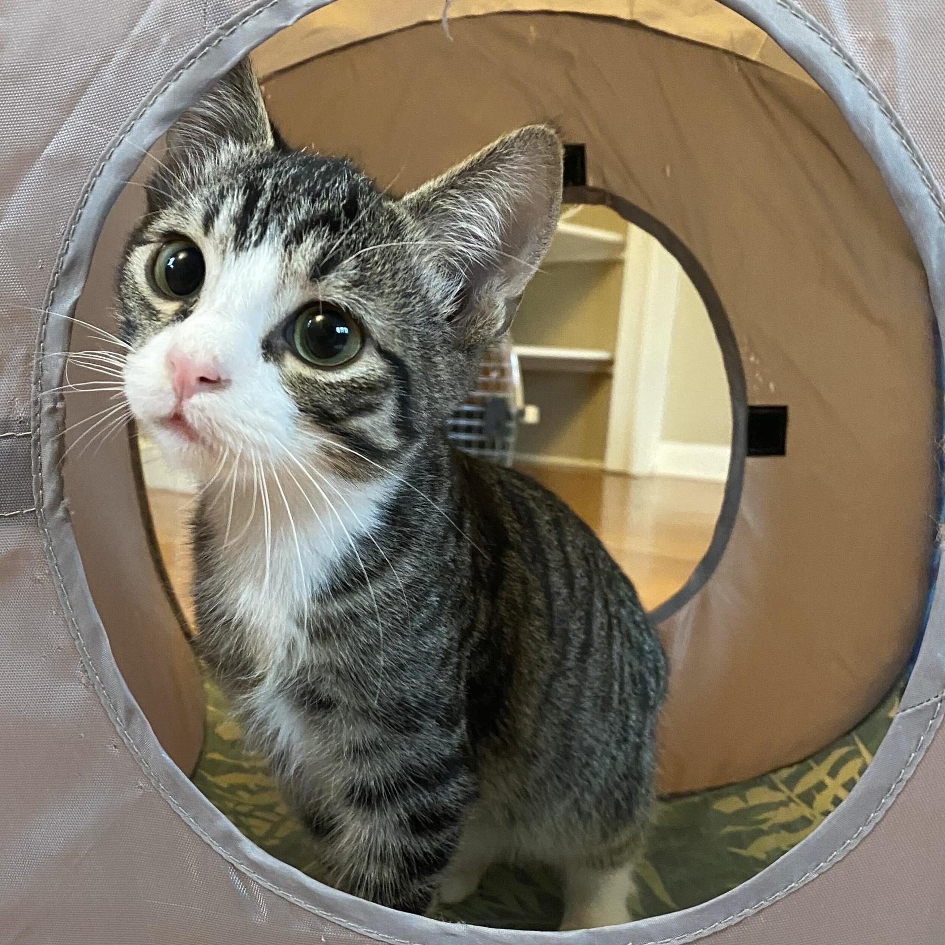 Enlarge Tumbleweed, a Adoptable Domestic Short Hair in Wilsonville, OR image 4/6