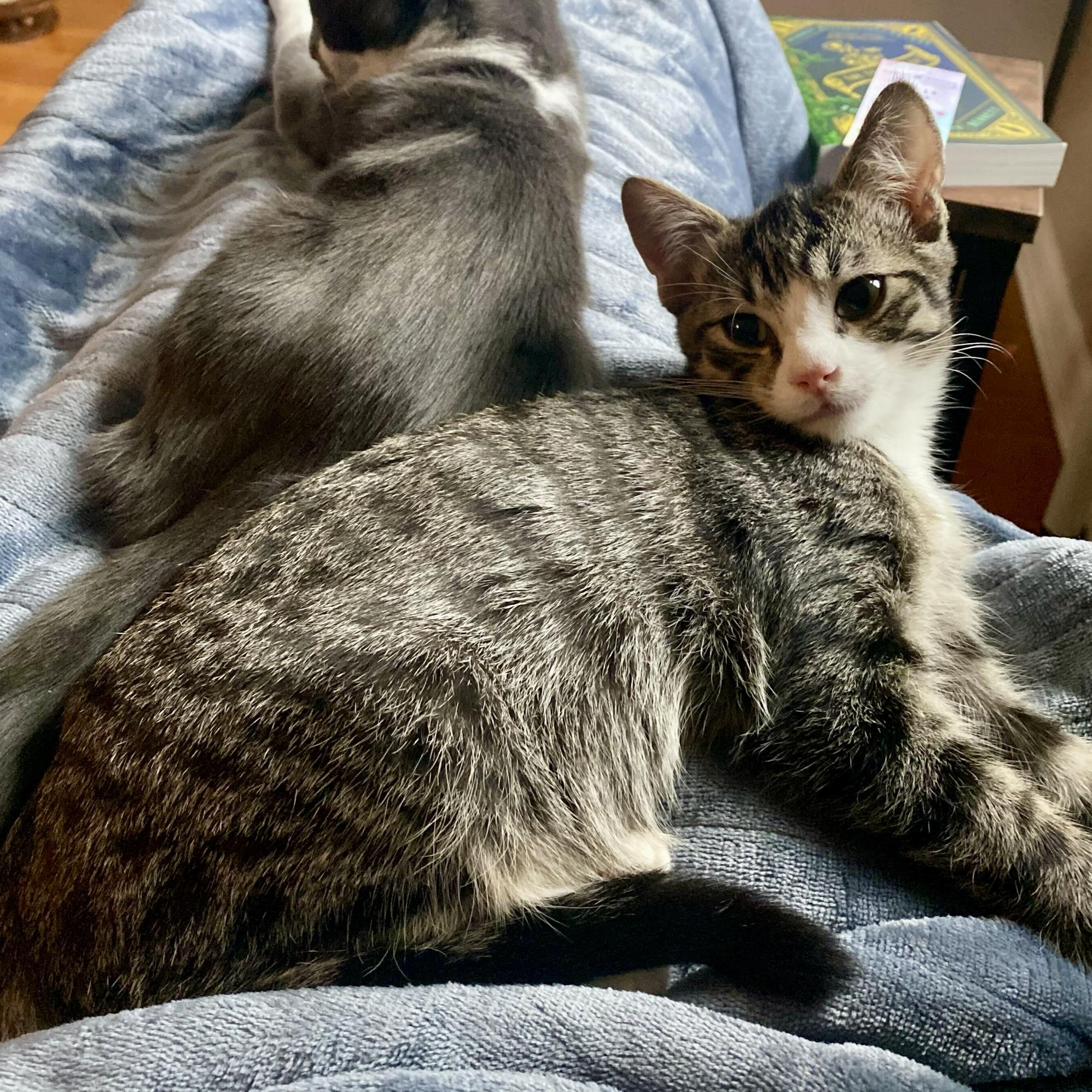 Enlarge Tumbleweed, a Adoptable Domestic Short Hair in Wilsonville, OR image 5/6