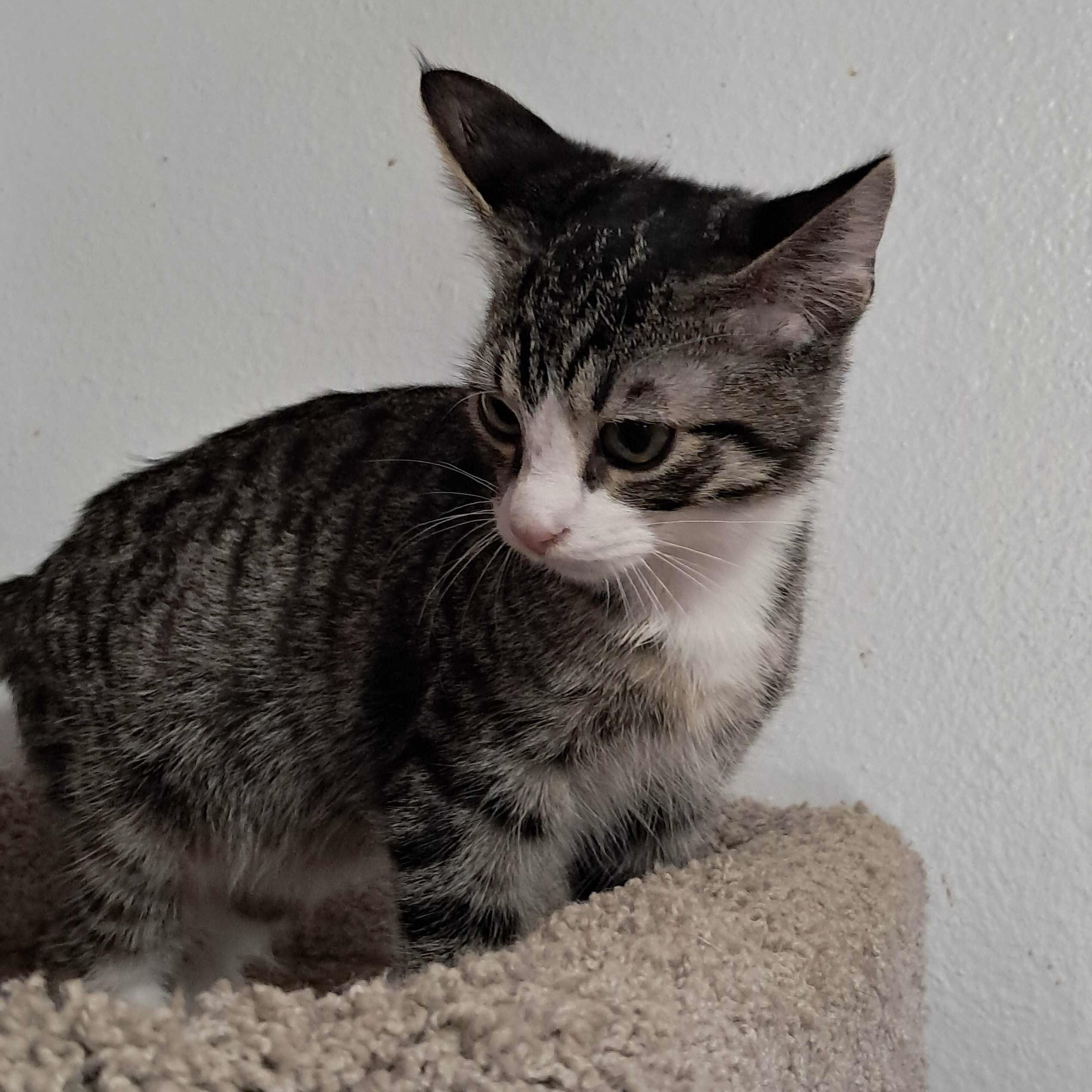 Enlarge Tumbleweed, a Adoptable Domestic Short Hair in Wilsonville, OR image 6/6