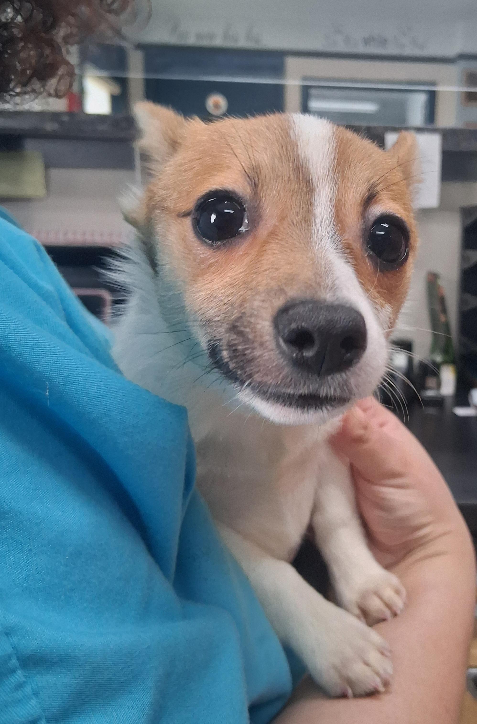 Enlarge Frappe, a Adoptable mixed breed in Onley, VA image 1/4