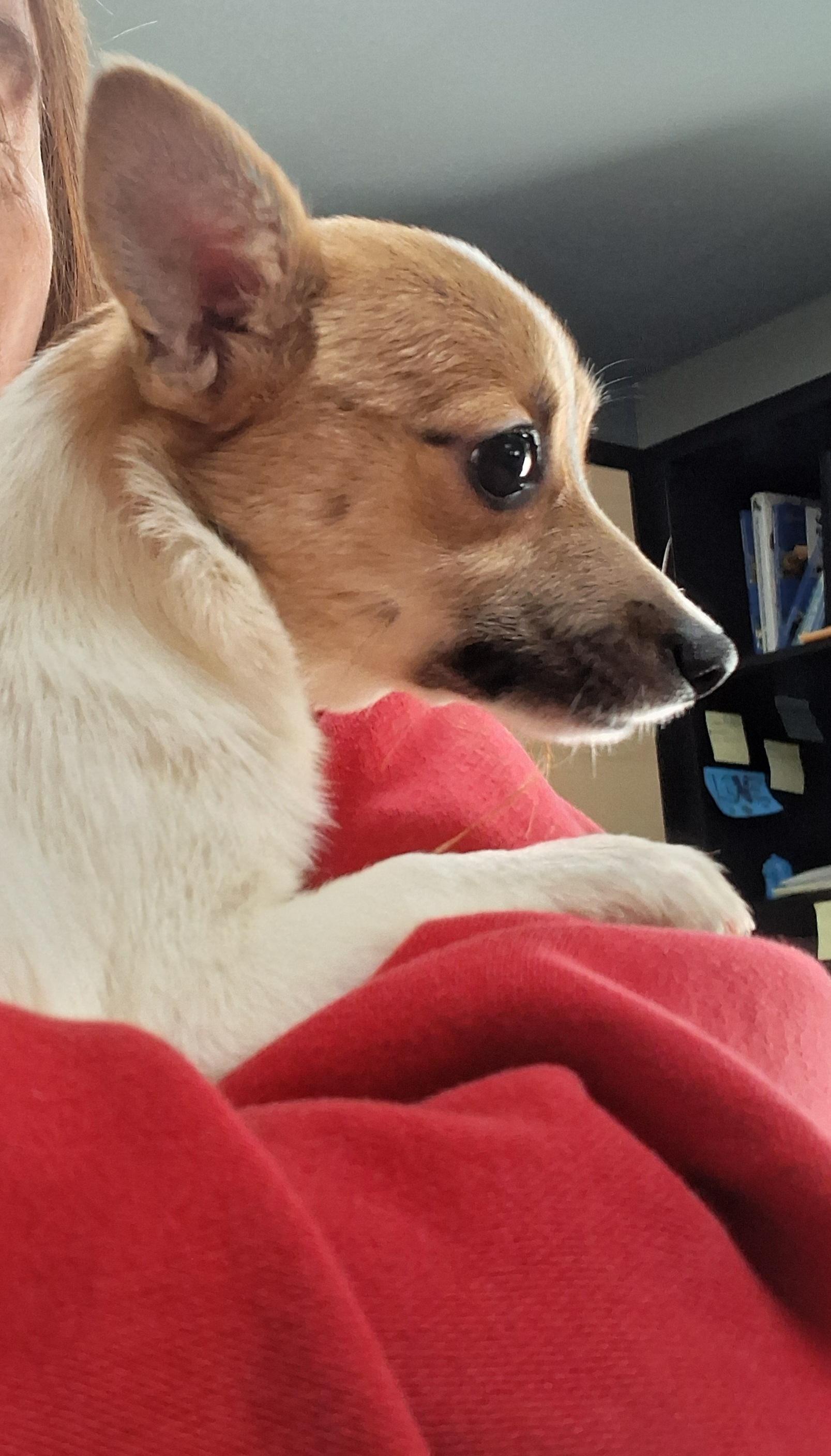 Enlarge Frappe, a Adoptable mixed breed in Onley, VA image 3/4