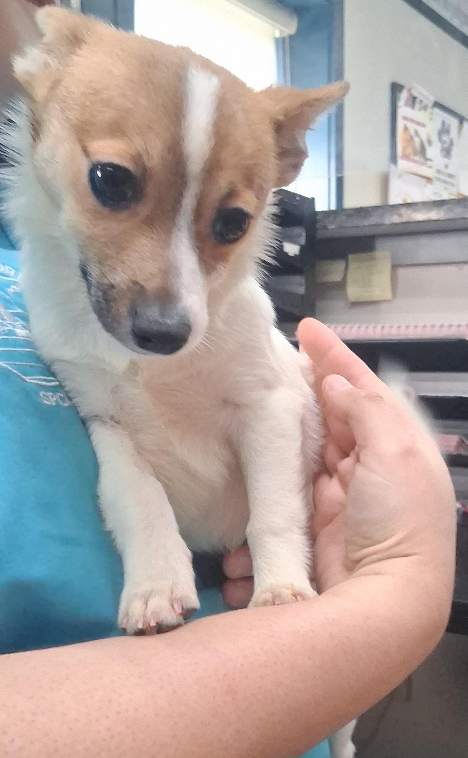 Enlarge Frappe, a Adoptable mixed breed in Onley, VA image 4/4