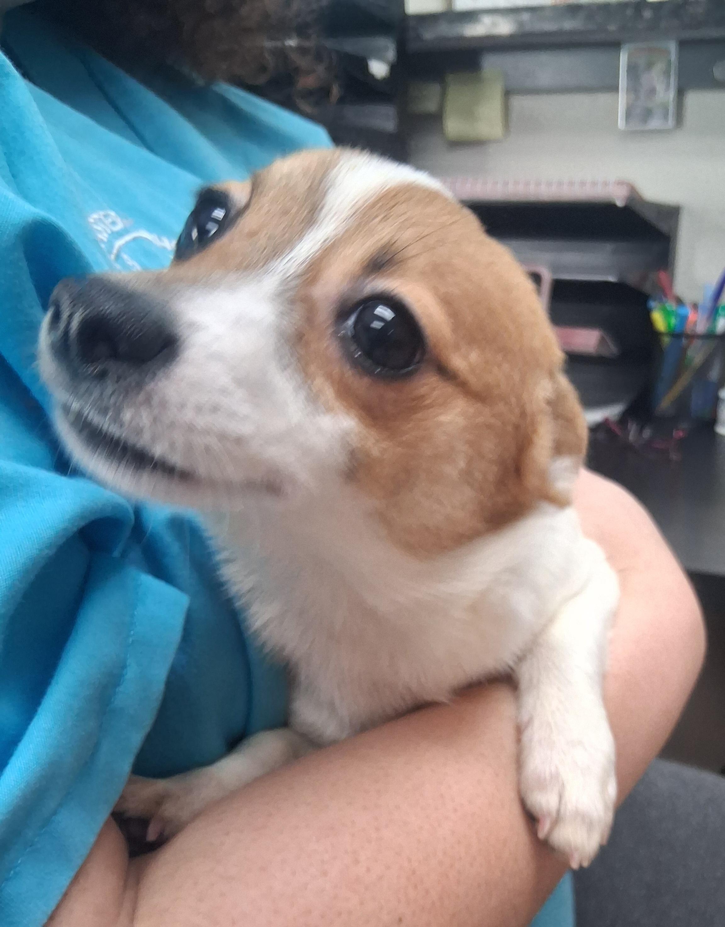 Enlarge Frappe, a Adoptable mixed breed in Onley, VA image 2/4