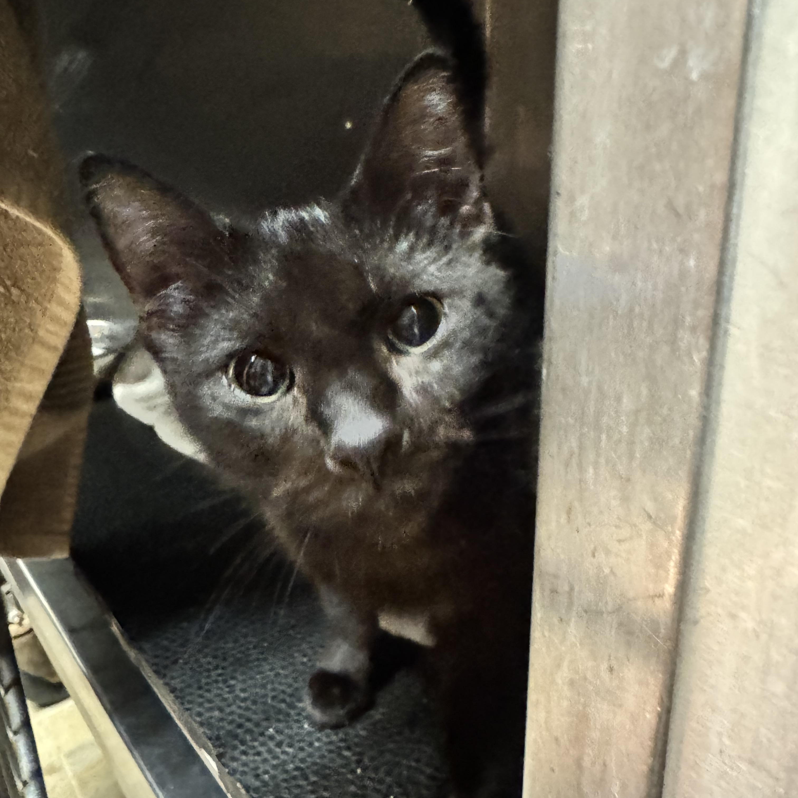 Enlarge Dahlia, a Adoptable Domestic Short Hair in Dodgeville, WI image 2/3
