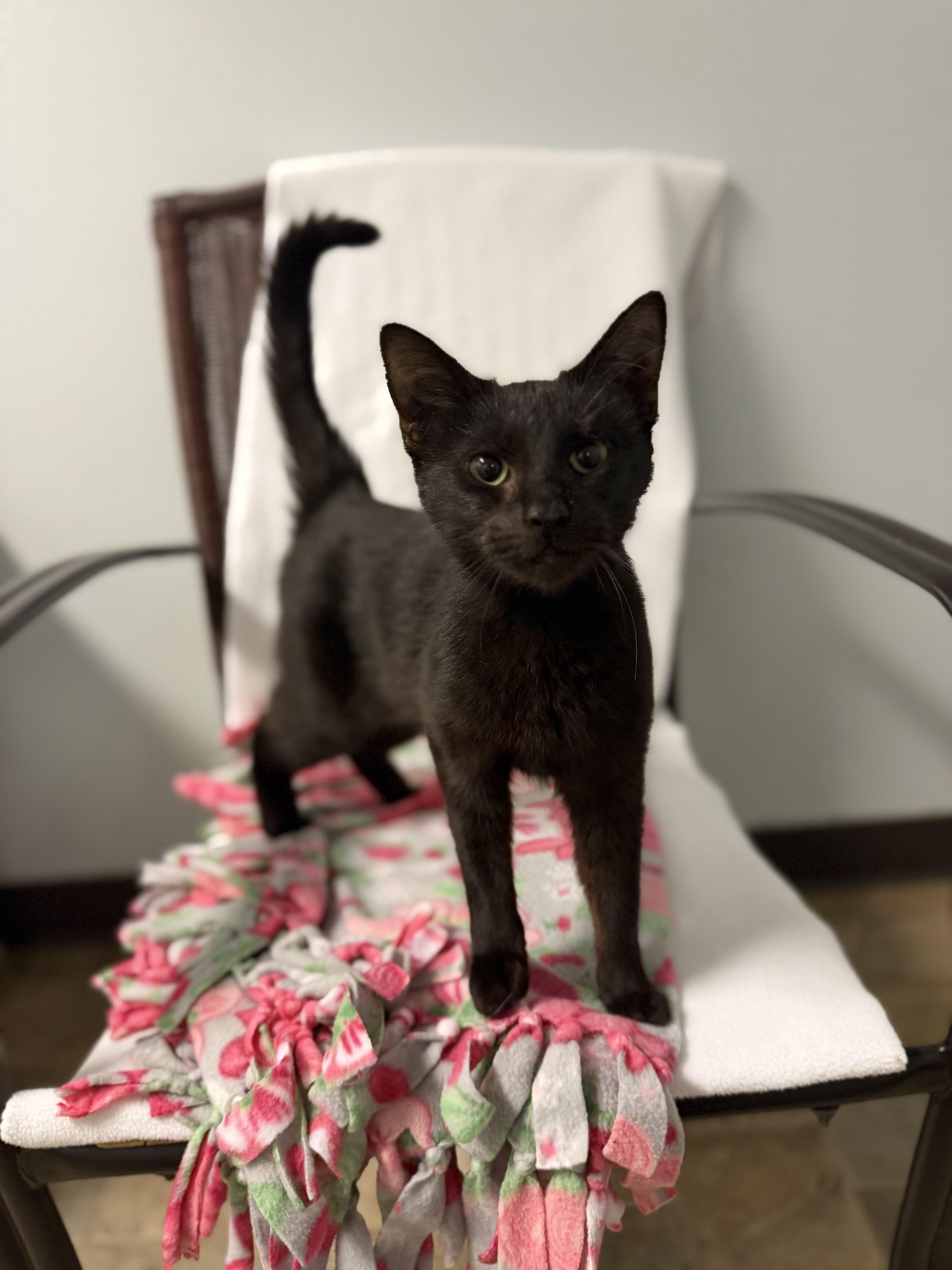 Enlarge Dahlia, a Adoptable Domestic Short Hair in Dodgeville, WI image 3/3