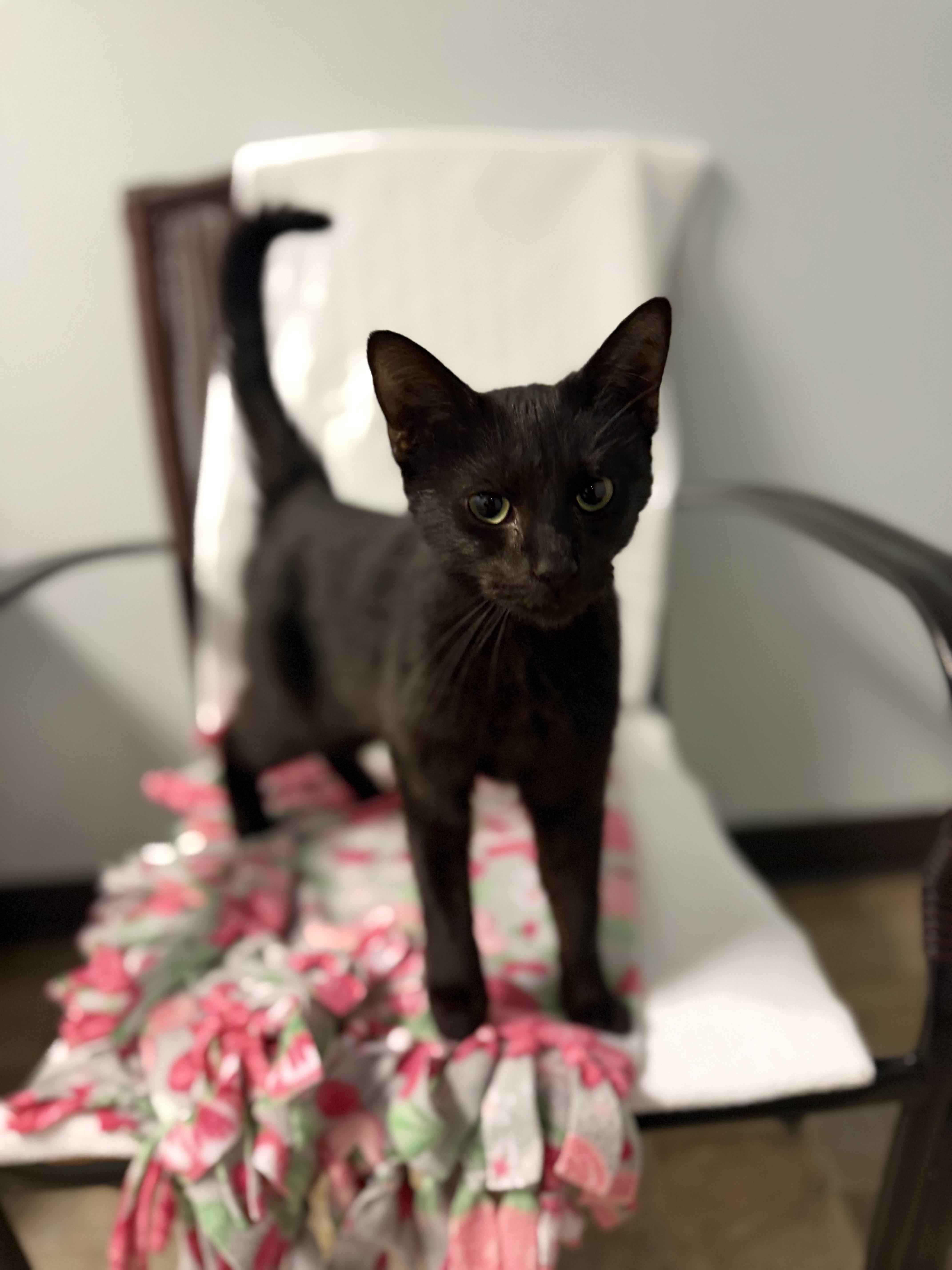 Dahlia, Adoptable, Adult Female Domestic Short Hair.
