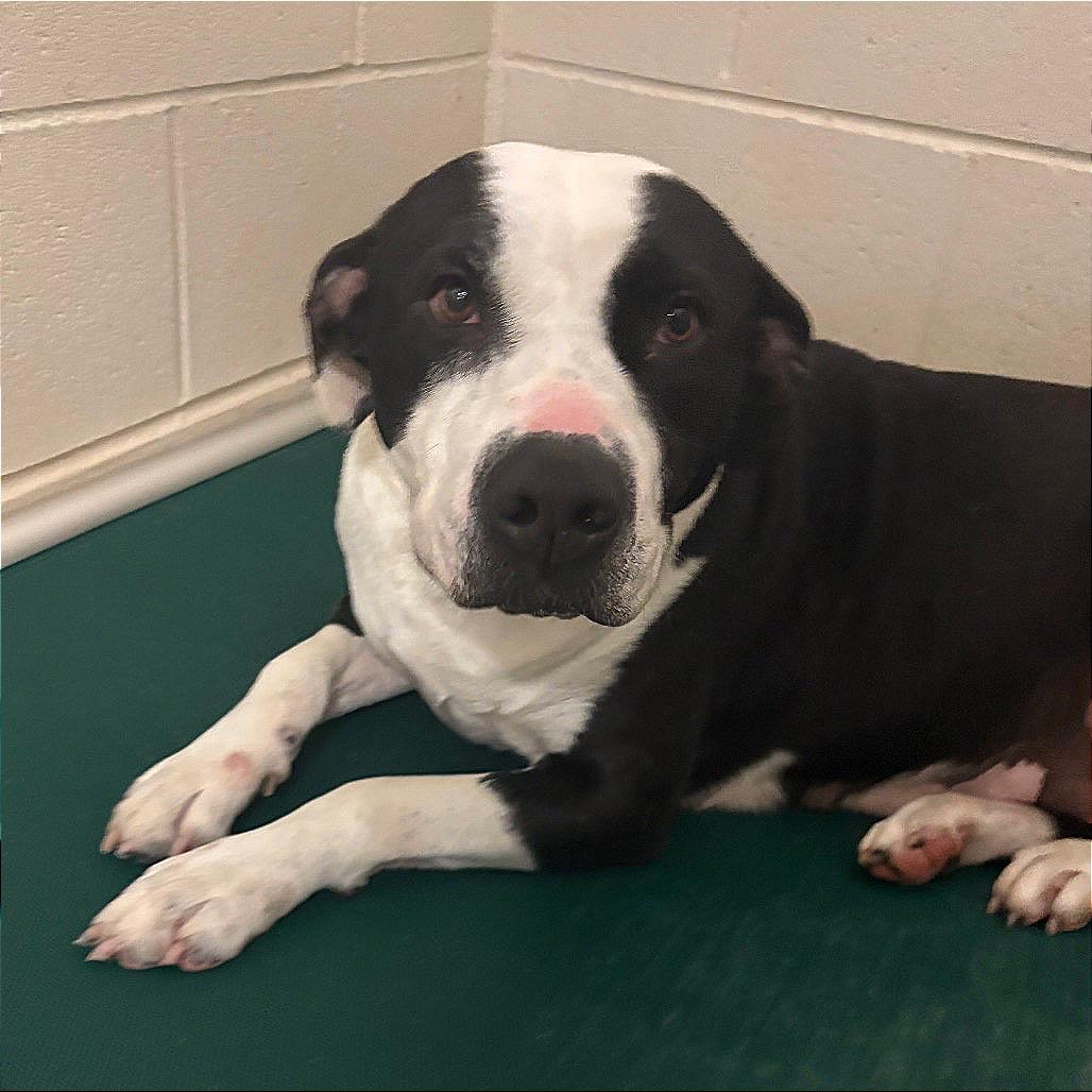 Willow - 021302U, Adoptable, Adult Female Terrier & Mixed Breed.