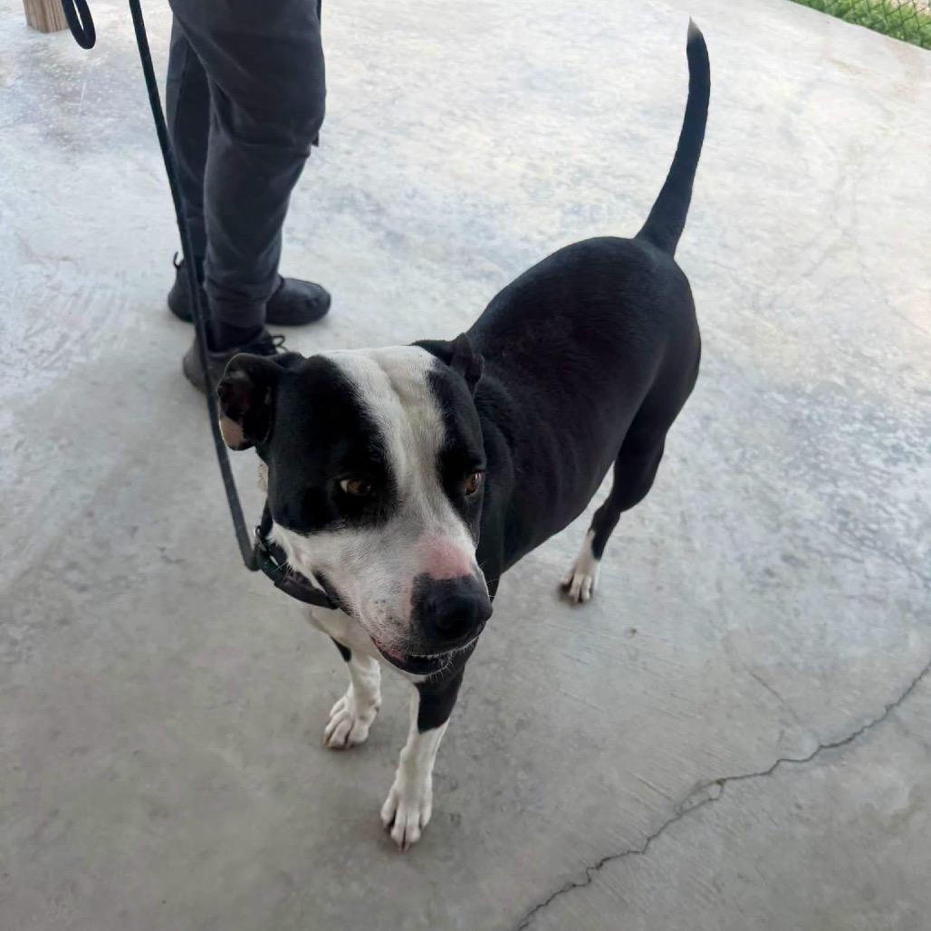 Willow - 021302U, a Adoptable mixed breed in Tupelo, MS image 2/6