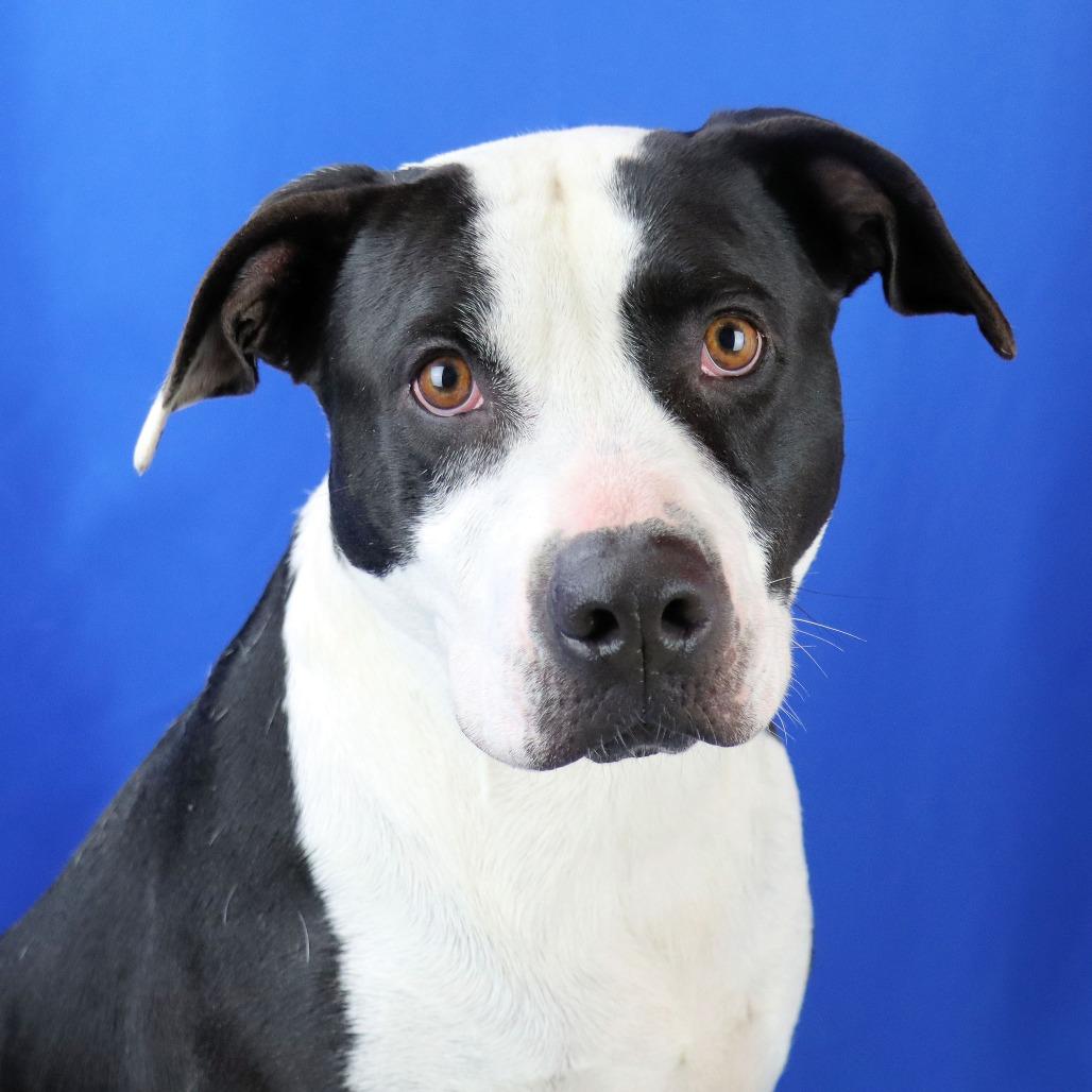 Willow - 021302U, a Adoptable mixed breed in Tupelo, MS image 3/6