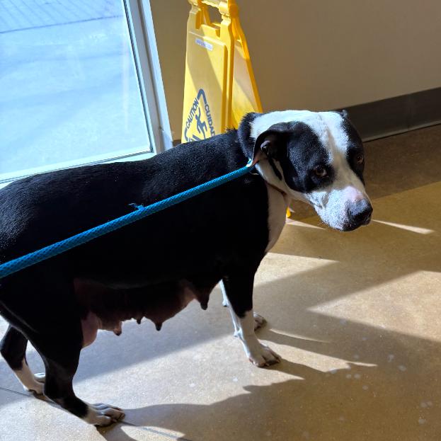 Willow - 021302U, a Adoptable mixed breed in Tupelo, MS image 4/6