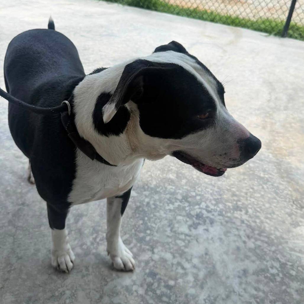 Willow - 021302U, a Adoptable mixed breed in Tupelo, MS image 5/6