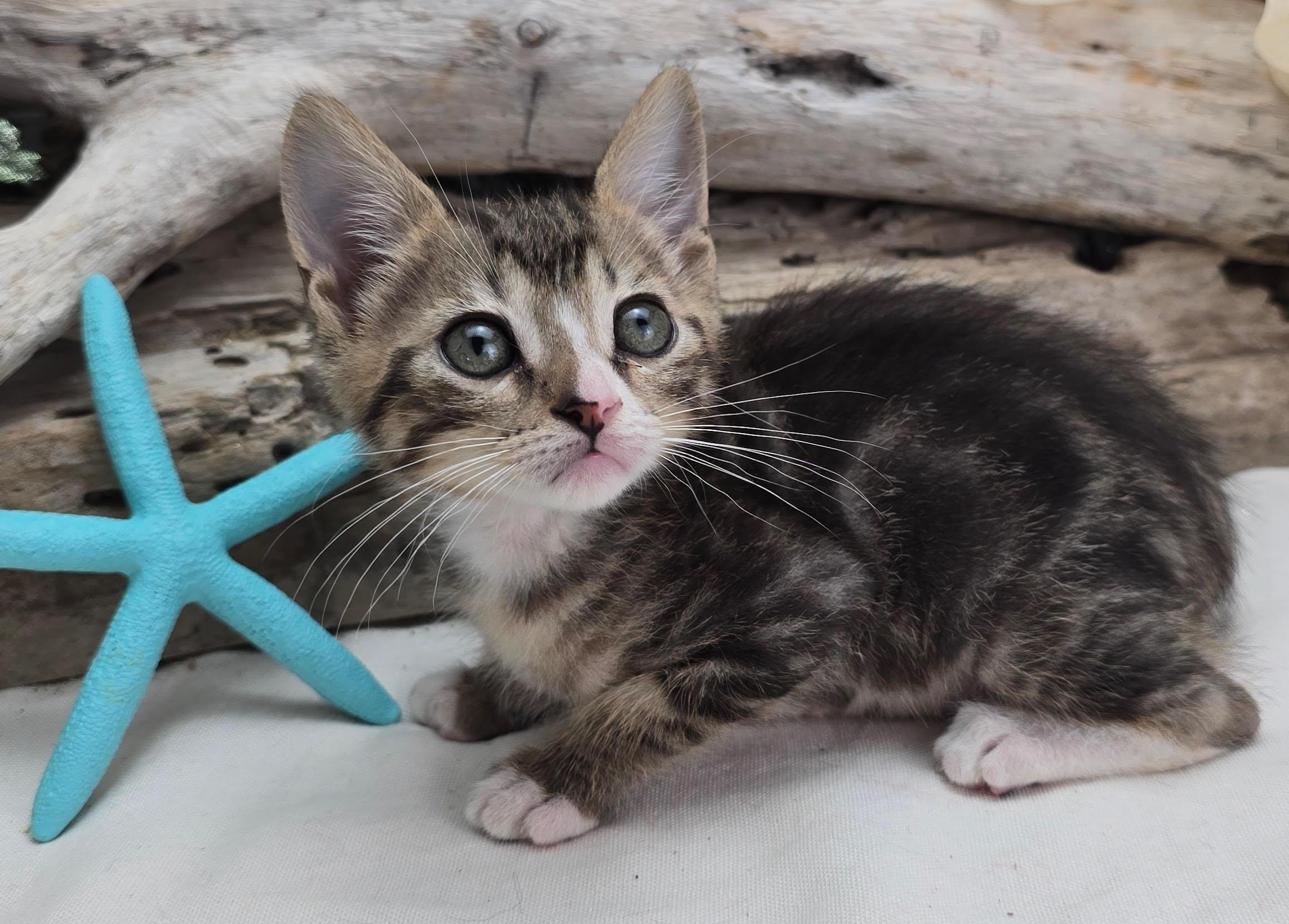 Enlarge Wyoming (Adoption Pending), an adopted Domestic Short Hair in Ocean Springs, MS image 1/3