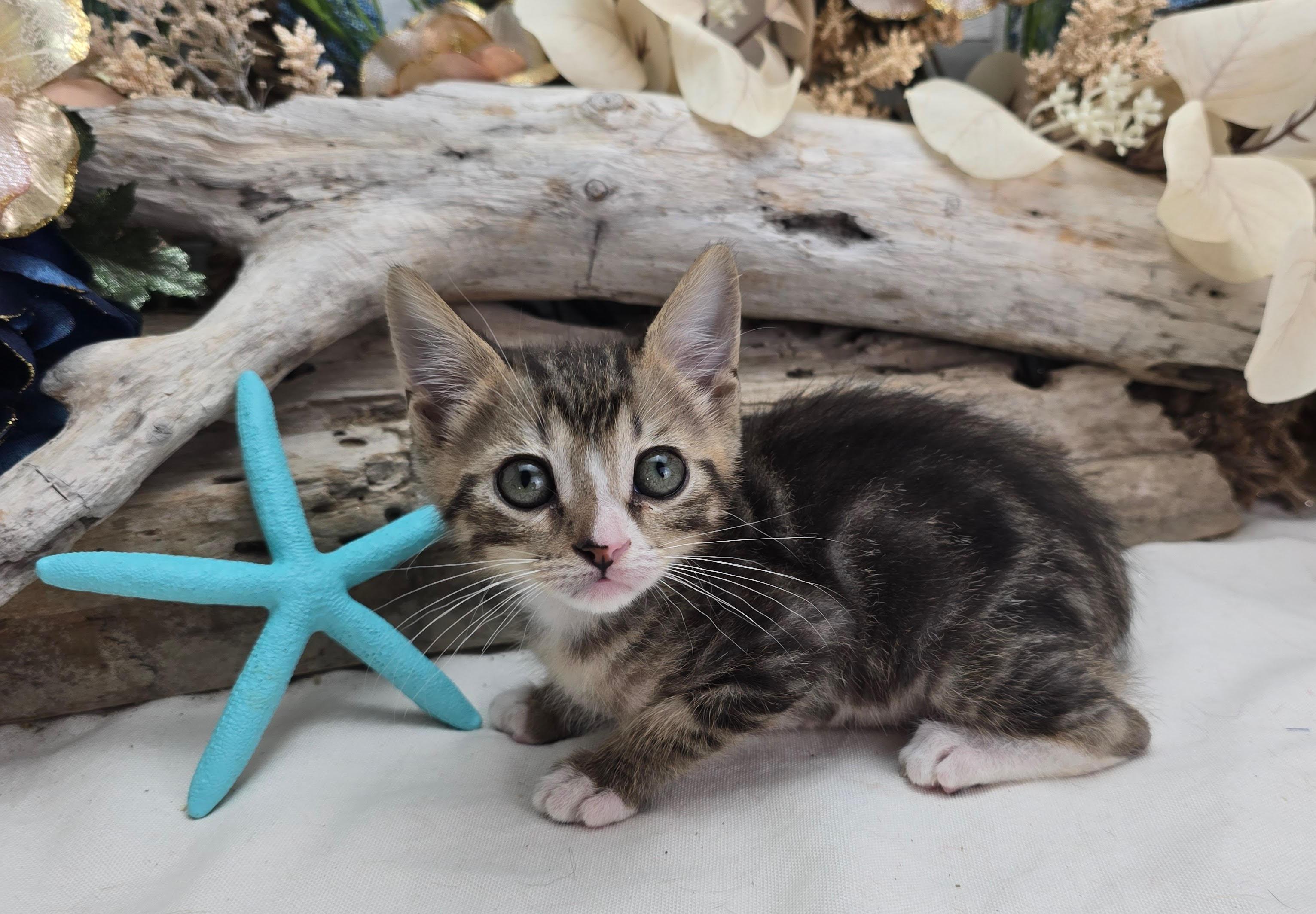 Enlarge Wyoming (Adoption Pending), an adopted Domestic Short Hair in Ocean Springs, MS image 2/3