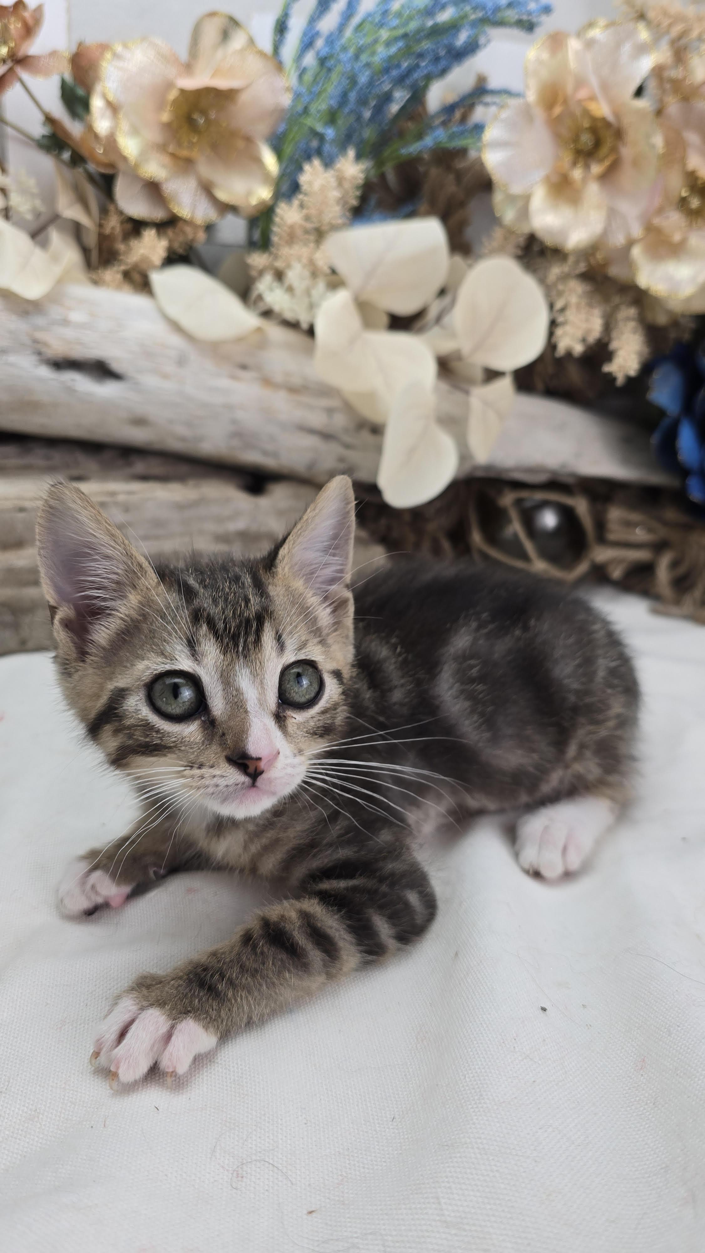 Enlarge Wyoming (Adoption Pending), an adopted Domestic Short Hair in Ocean Springs, MS image 3/3