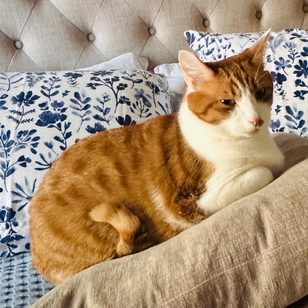 Enlarge Baby, a Adoptable Domestic Short Hair in Baltimore, MD image 1/3