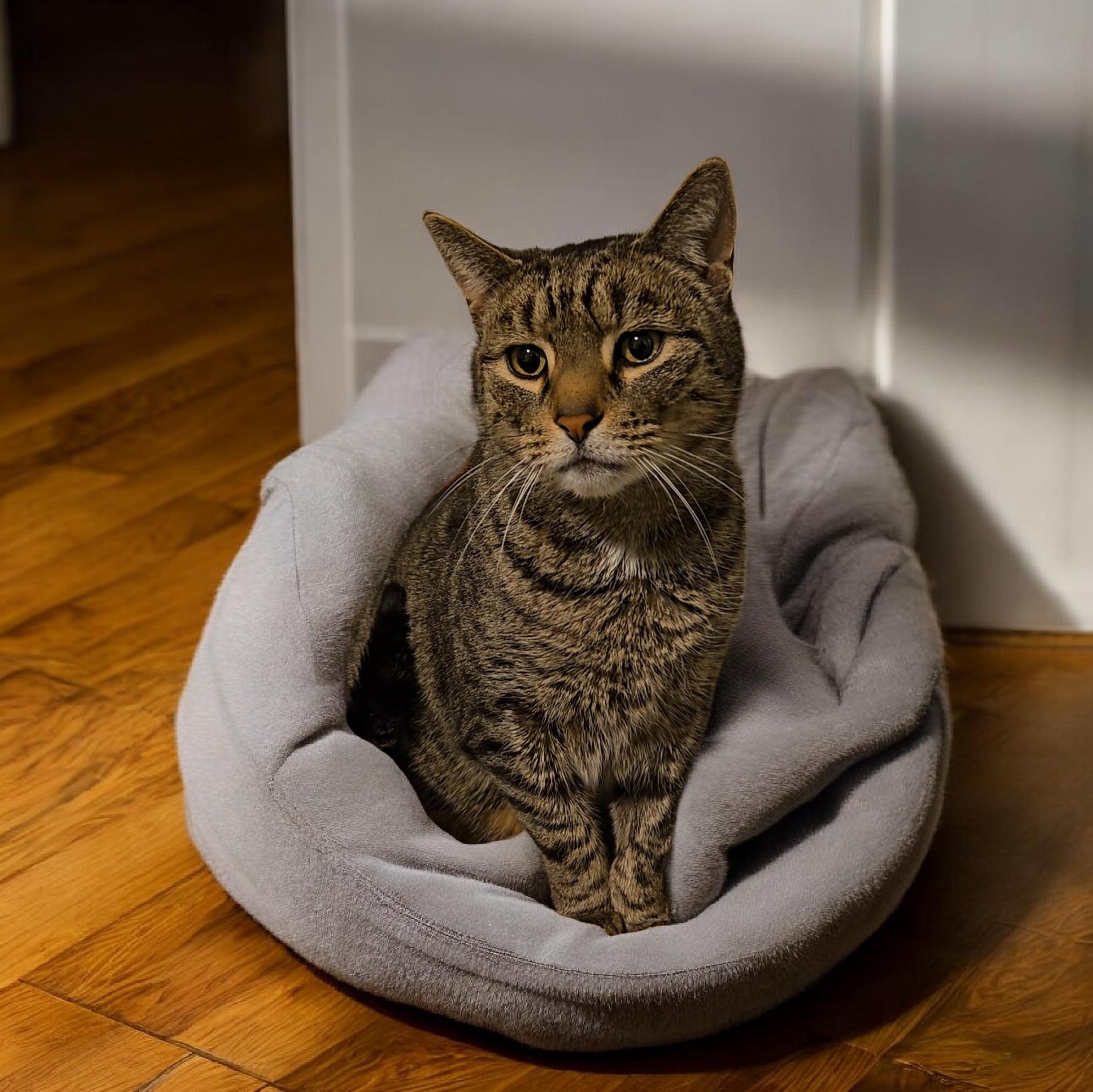 Enlarge Junior , an adopted Domestic Short Hair in Kenhorst, PA image 2/2