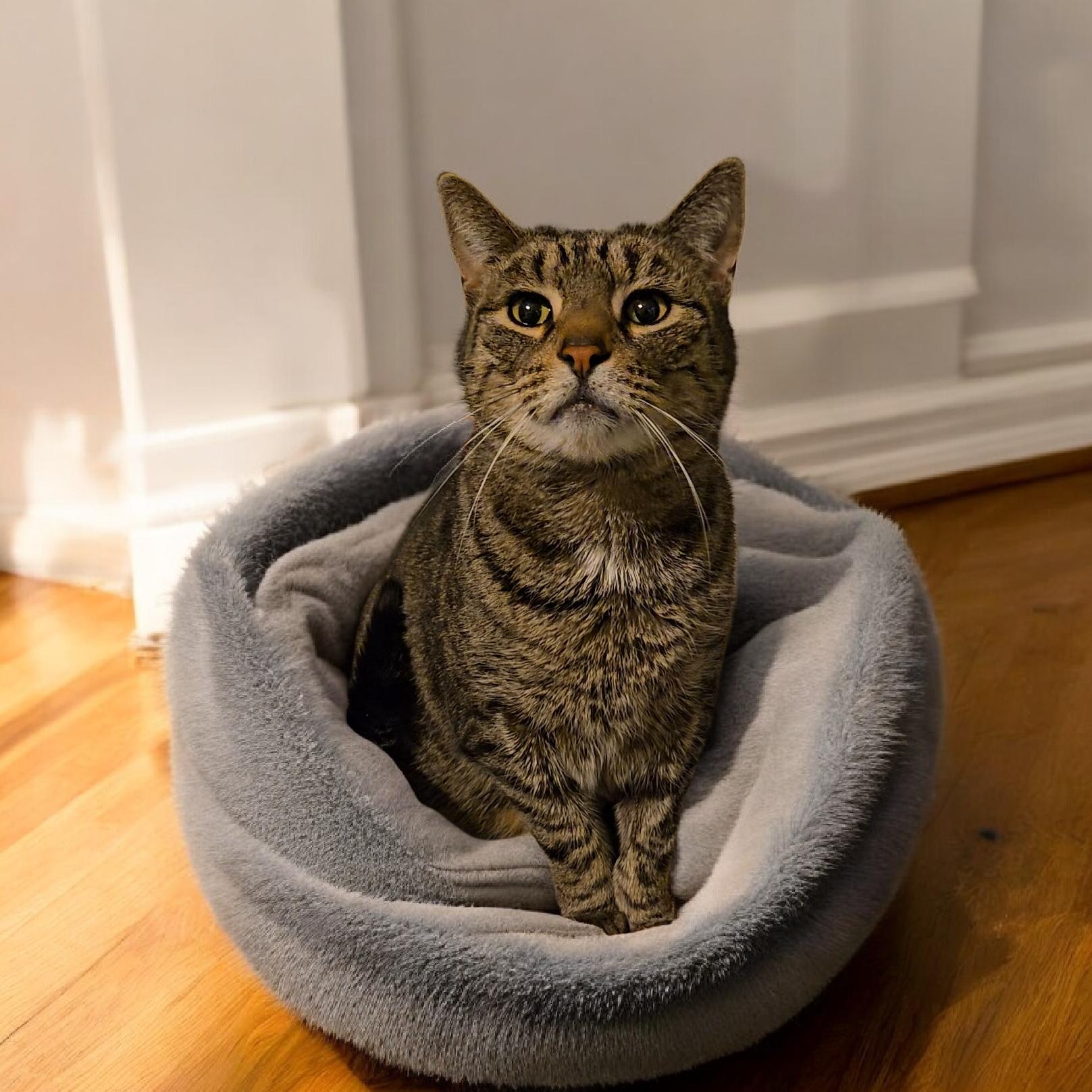 Enlarge Junior , an adopted Domestic Short Hair in Kenhorst, PA image 1/2