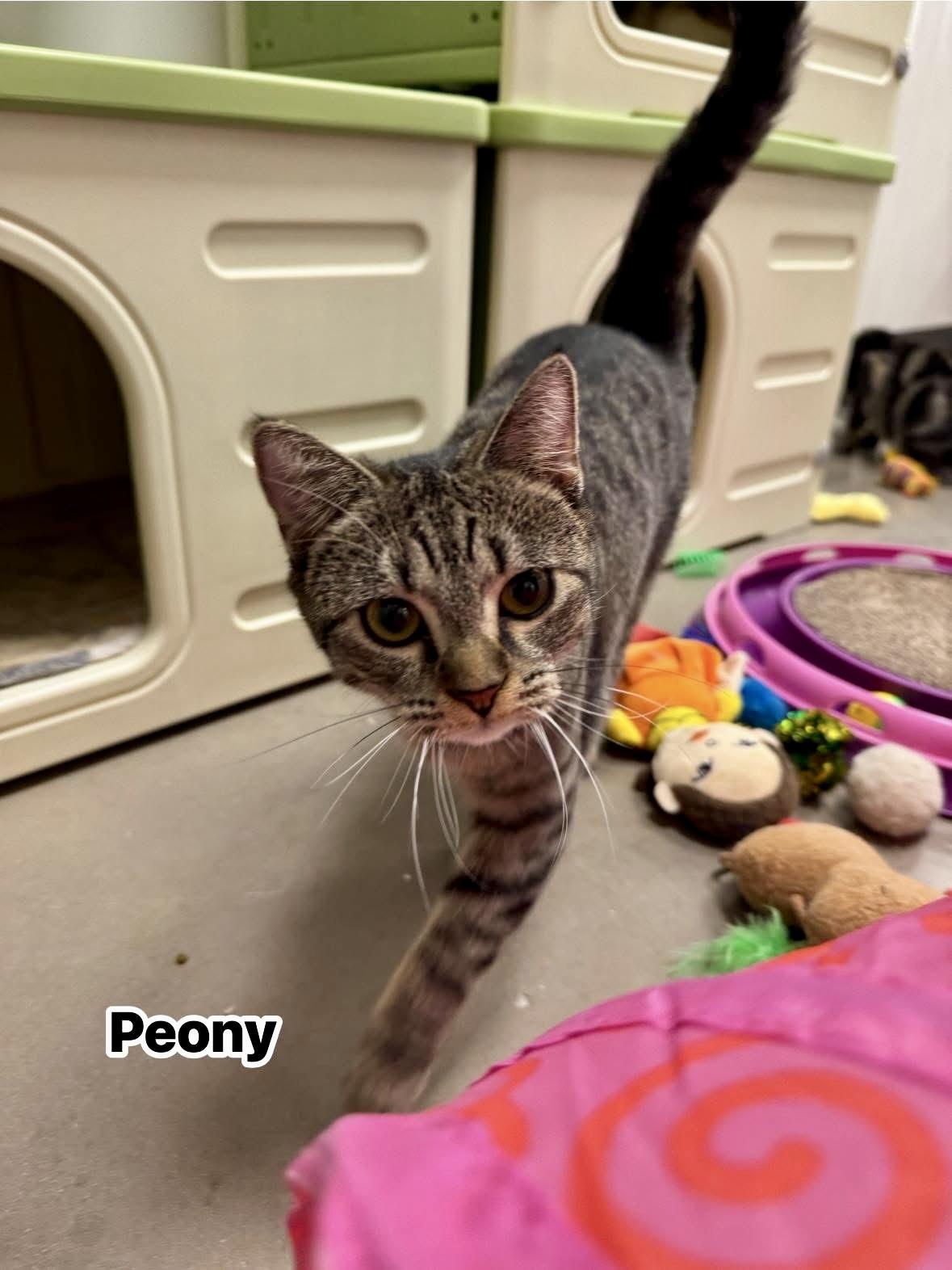 Peony, a Adoptable Tabby in Staten Island, NY image 5/6
