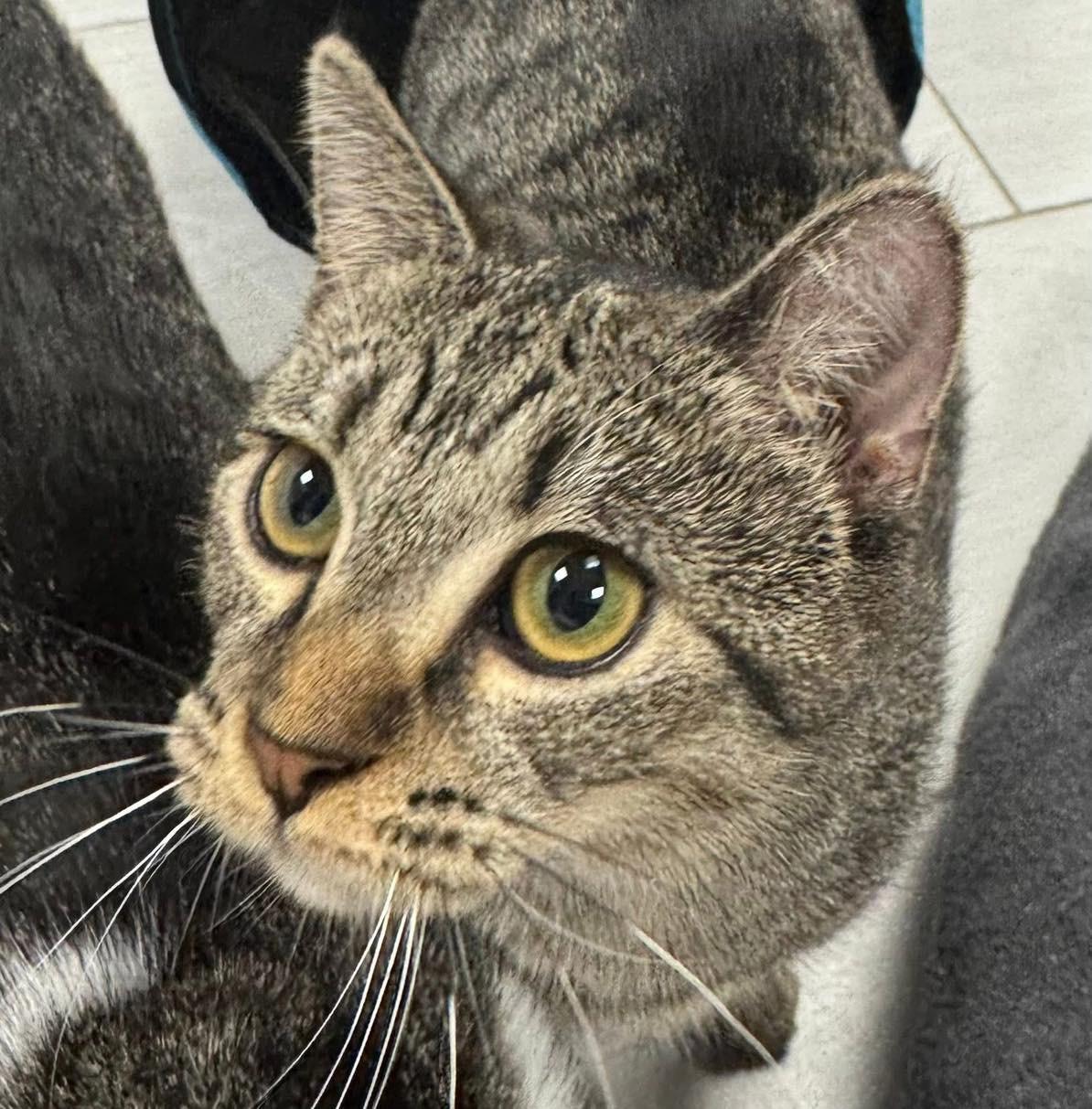 Peony, a Adoptable Tabby in Staten Island, NY image 2/6