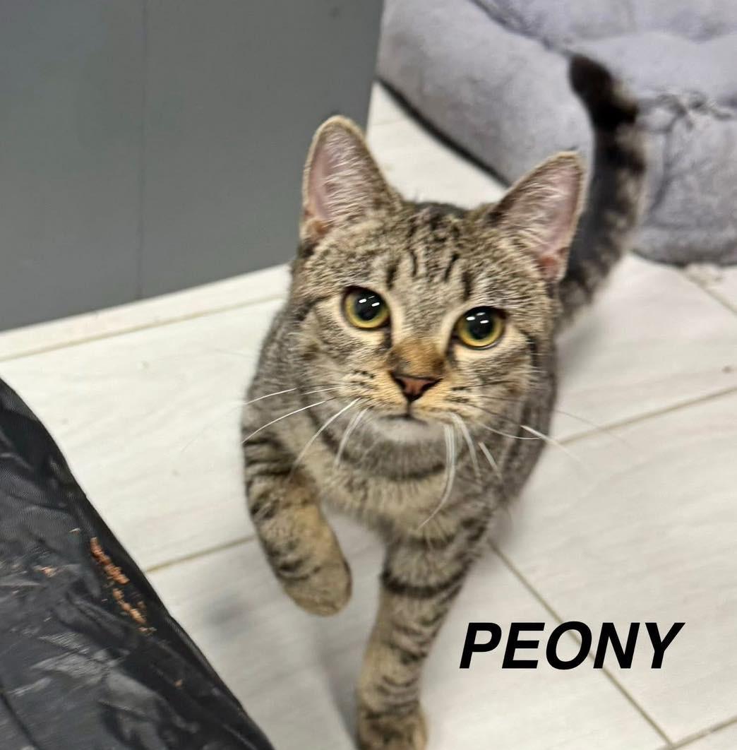 Peony, Adoptable, Young Female Tabby.