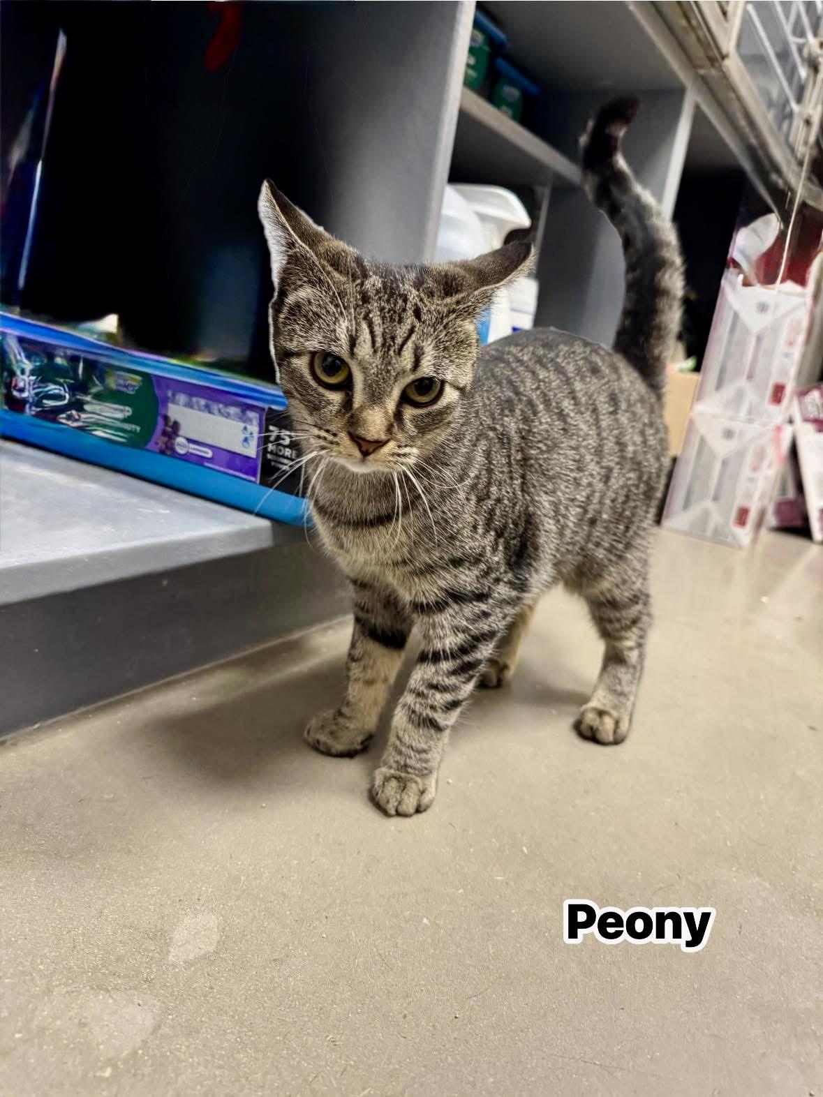 Peony, a Adoptable Tabby in Staten Island, NY image 6/6