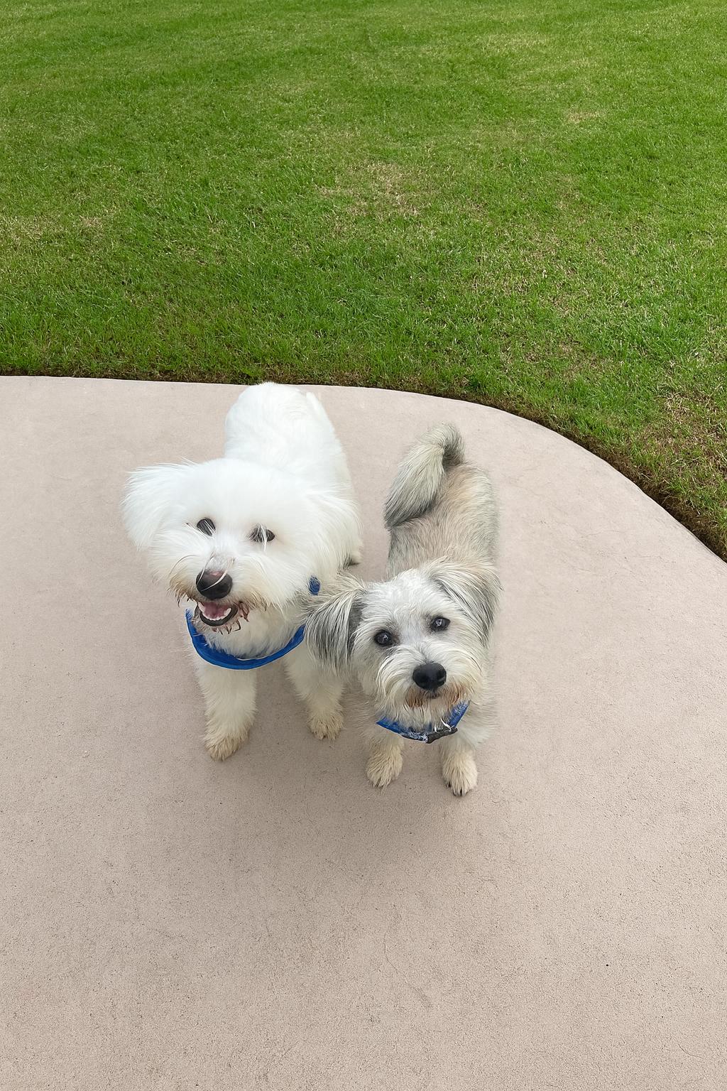 Enlarge Engaging Elvis and Playful Presley, a Adoptable mixed breed in Carlsbad, CA image 1/1