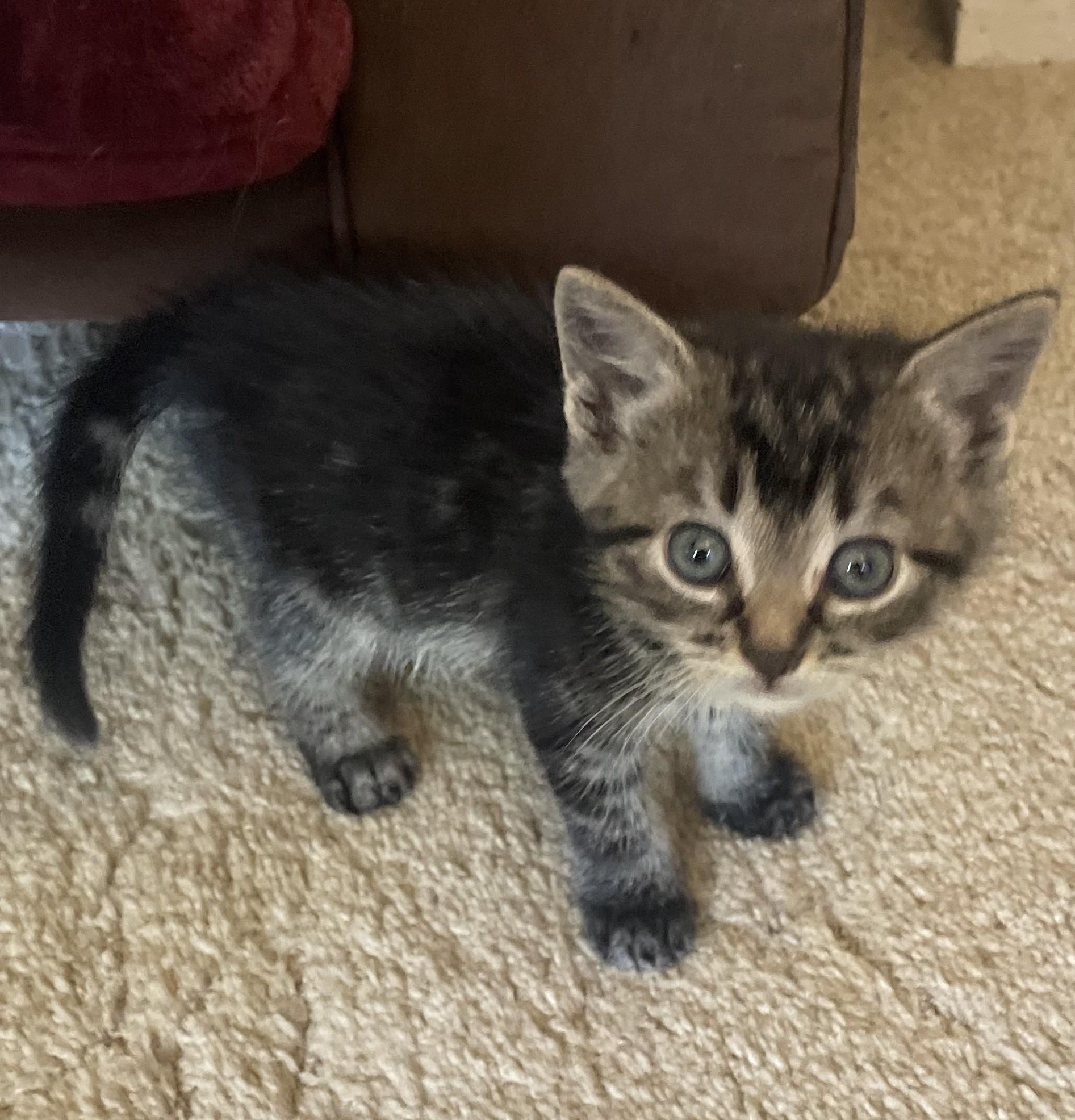 Enlarge Wendy, a Adoptable Domestic Short Hair in Avon, NY image 1/1