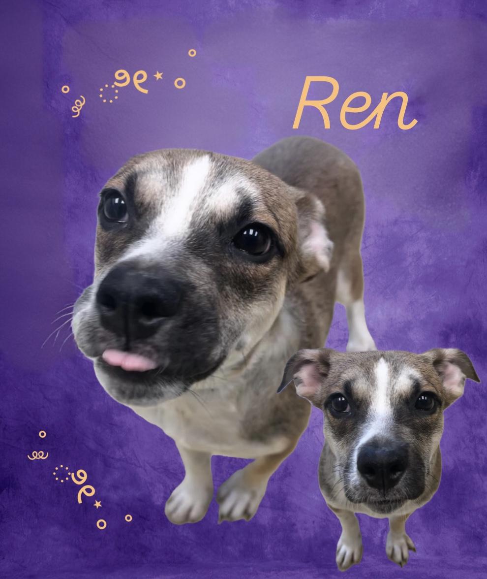 Ren, ADOPTABLE, Puppy Male Terrier.