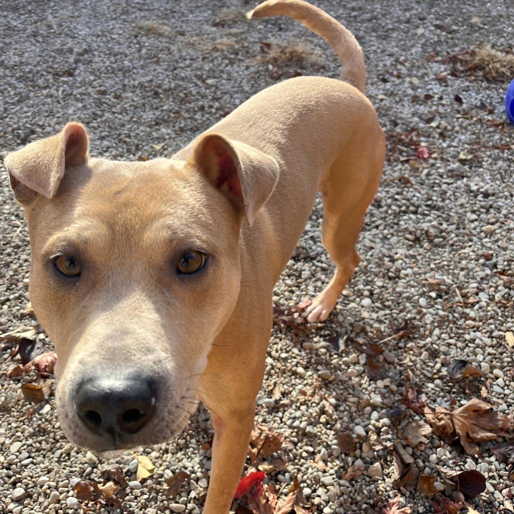 Sunny, Adoptable, Adult Male Mixed Breed.