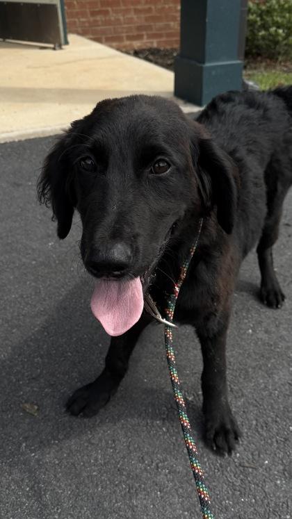 26-574 Cali, Adoptable, Puppy Female Spaniel & Mixed Breed.