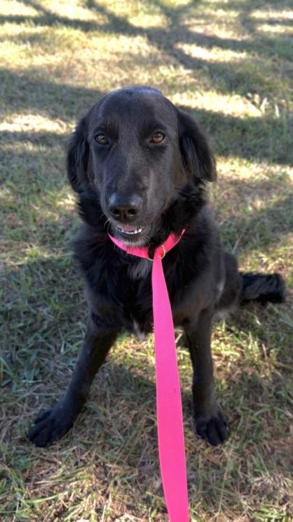 Enlarge 26-574 Cali, a Adoptable mixed breed in Barnesville, GA image 2/2