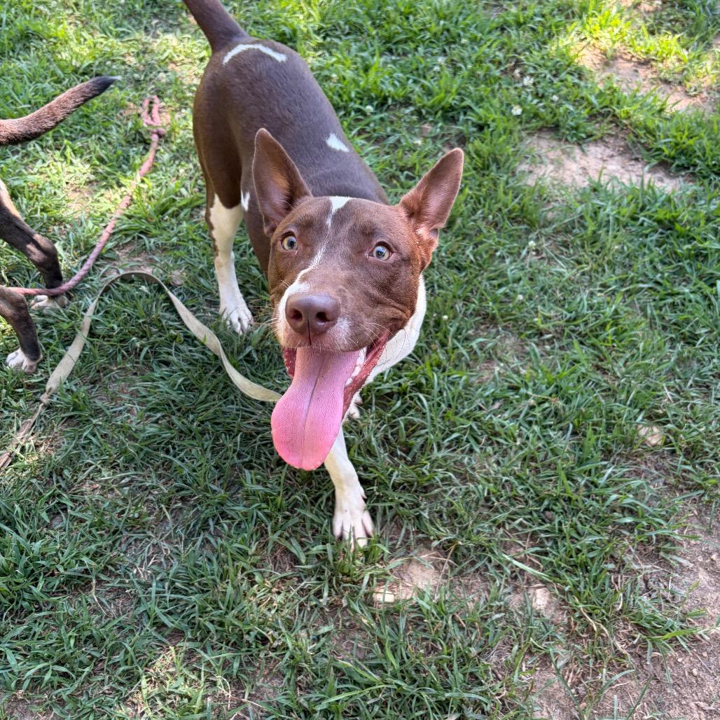 Nacho Fries, Adoptable, Young Male Mixed Breed.