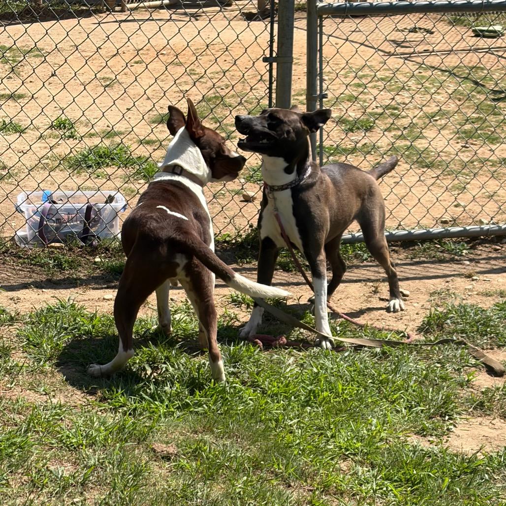 Enlarge Nacho Fries, a Adoptable Mixed Breed in Binghamton, NY image 2/6