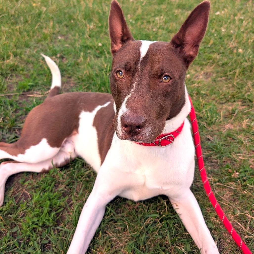 Enlarge Nacho Fries, a Adoptable Mixed Breed in Binghamton, NY image 3/6