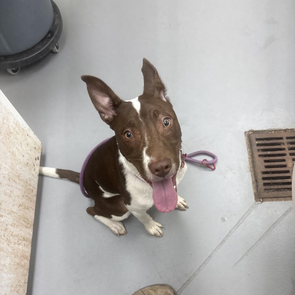 Enlarge Nacho Fries, a Adoptable Mixed Breed in Binghamton, NY image 4/6
